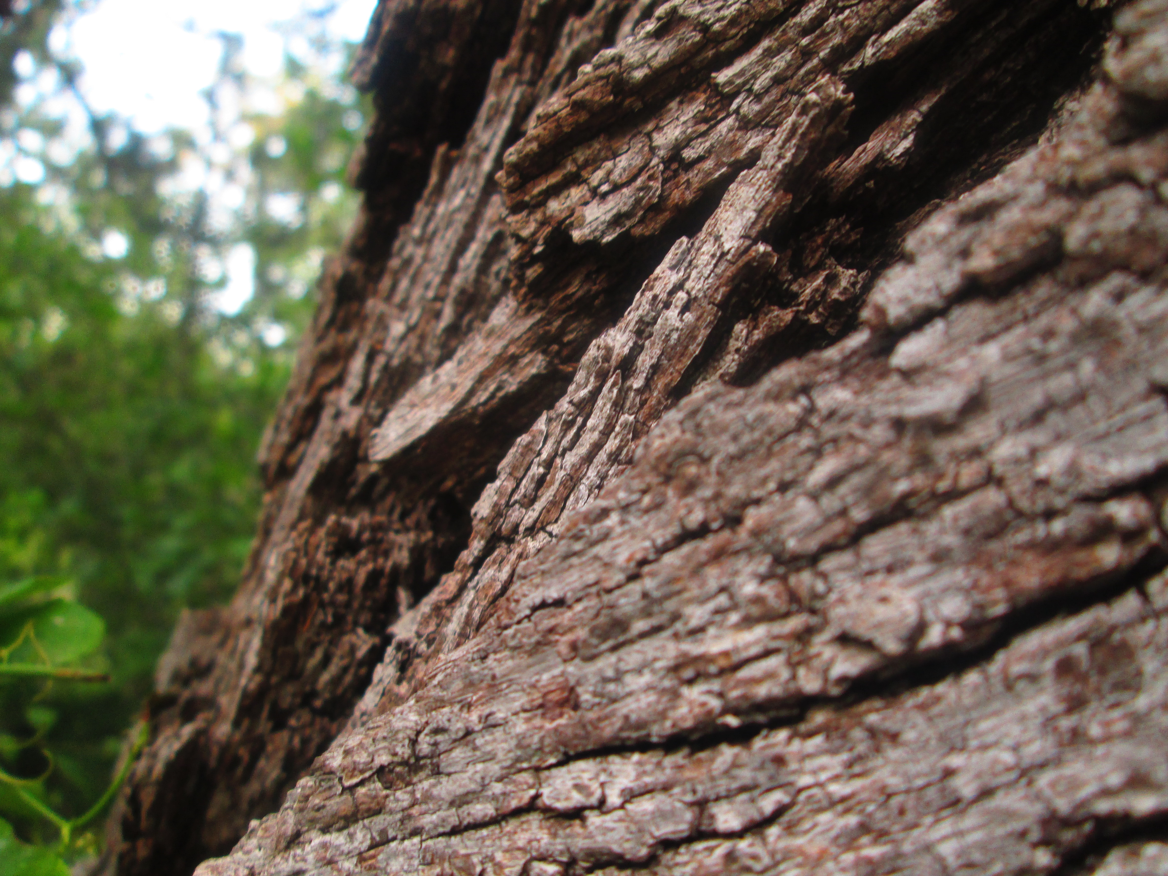 earth, close up, bark, oak, tree