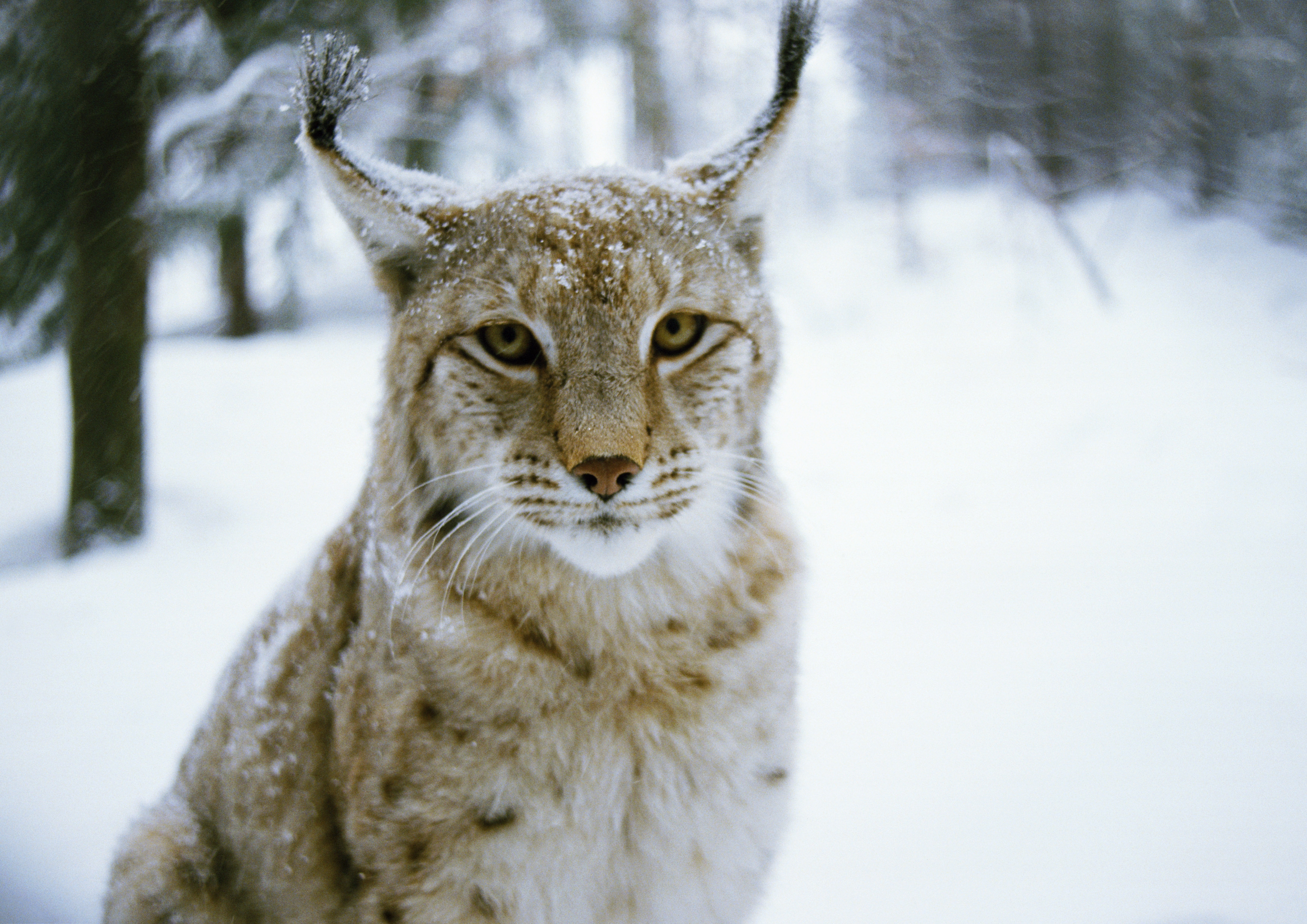 Laden Sie das Tiere, Winter, Iris, Wald, Katze, Raubtier, Predator-Bild kostenlos auf Ihren PC-Desktop herunter