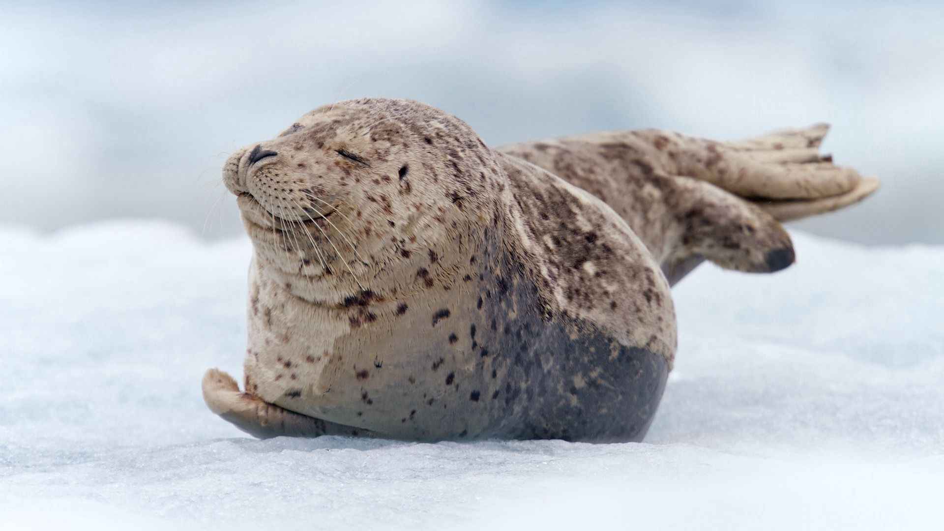 iPhone background animals, snow, to lie down, walrus