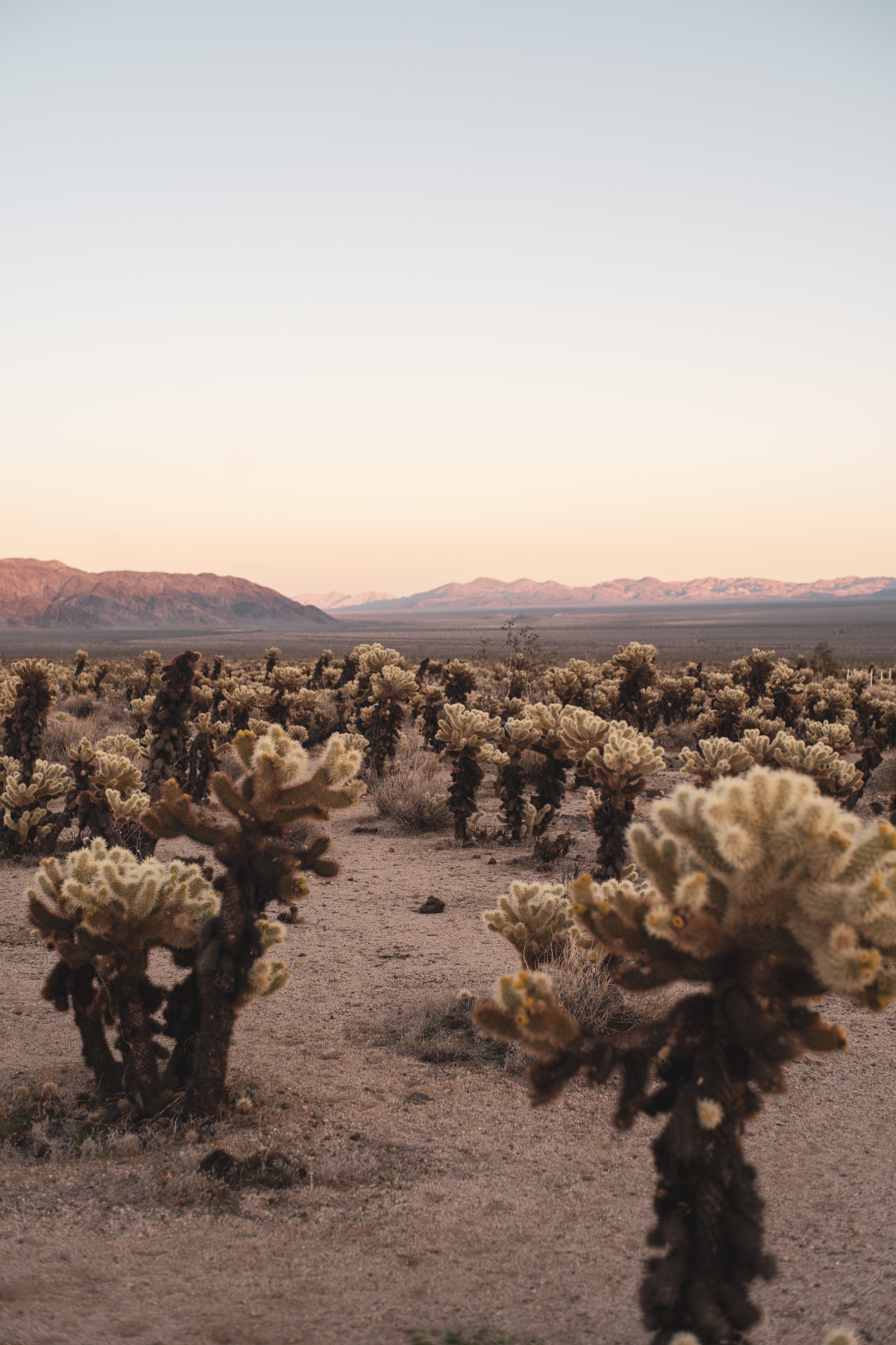 145816 économiseurs d'écran et fonds d'écran Cactus sur votre téléphone. Téléchargez montagnes, paysage, désert, nature images gratuitement