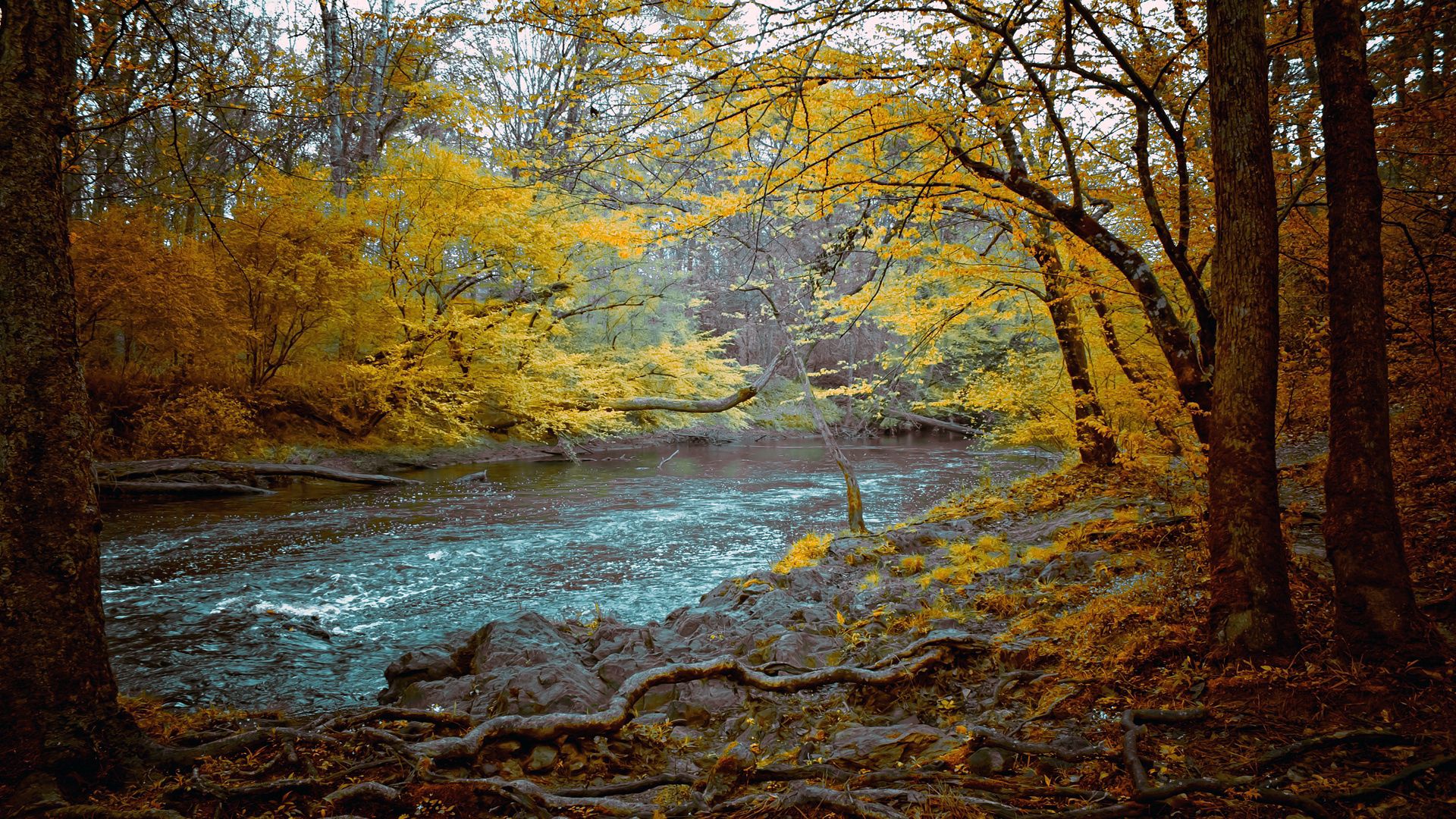 nature, stones, autumn, forest, flow, gloomy, mountain river Full HD