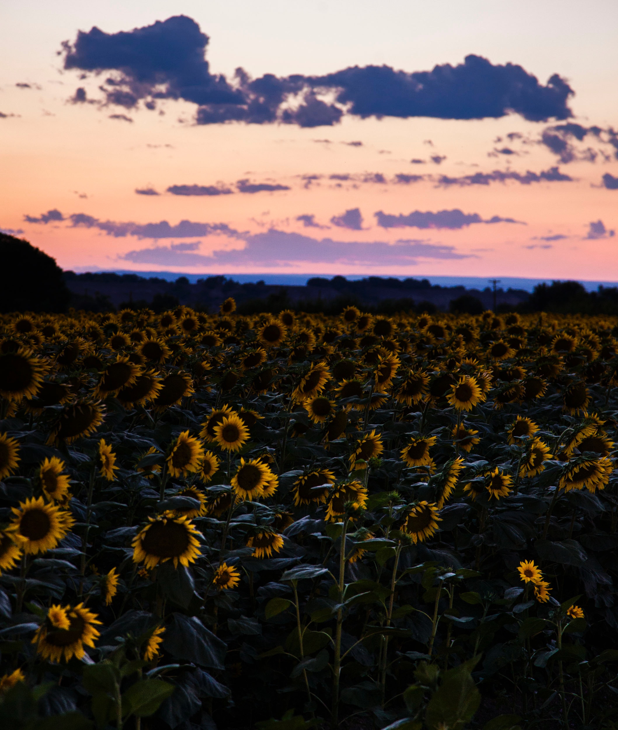Download mobile wallpaper Miscellaneous, Sunset, Sunflowers, Sky, Miscellanea, Field for free.