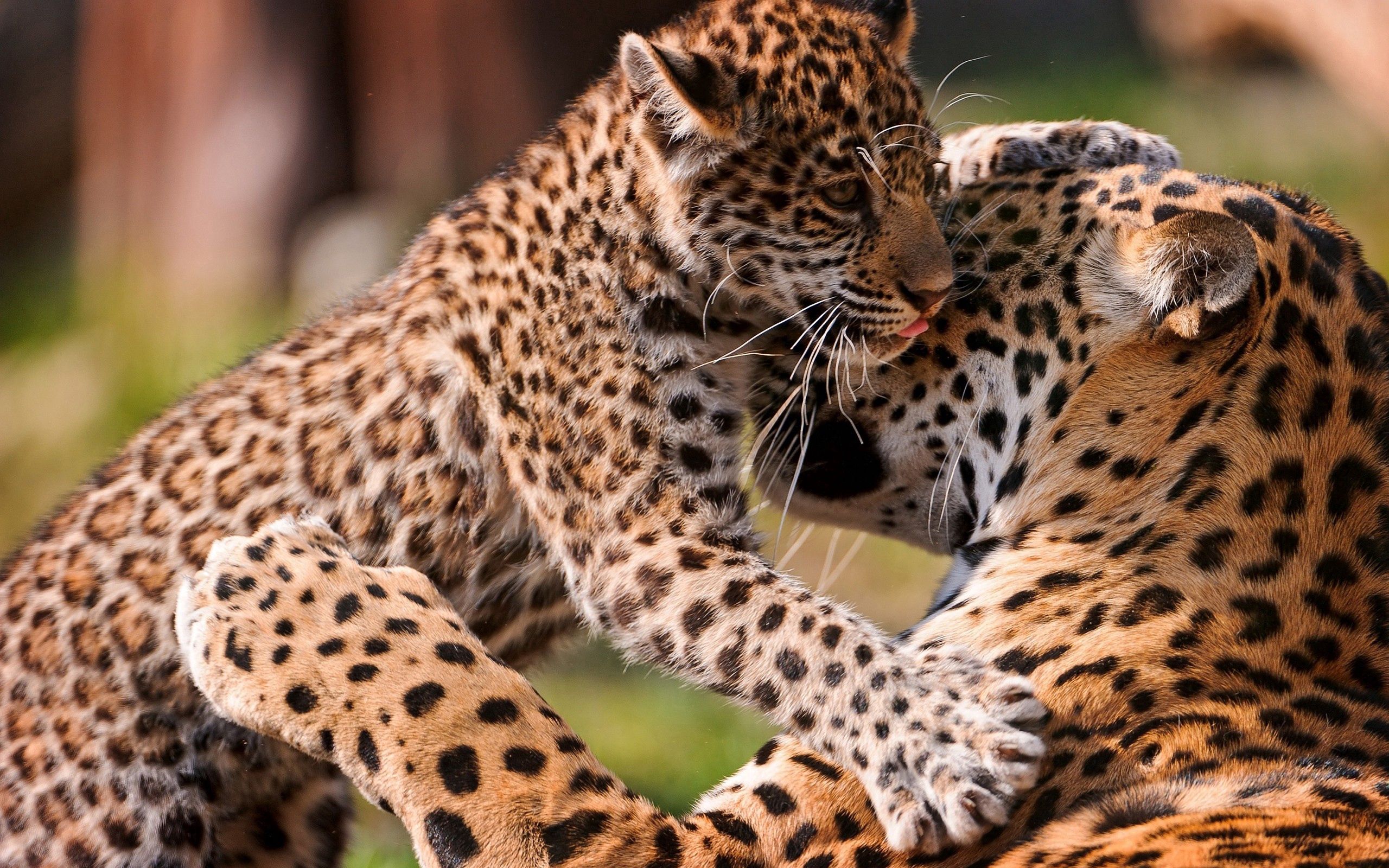 140833 Hintergrundbild herunterladen tiere, leopards, junge, paar, pflege, joey - Bildschirmschoner und Bilder kostenlos