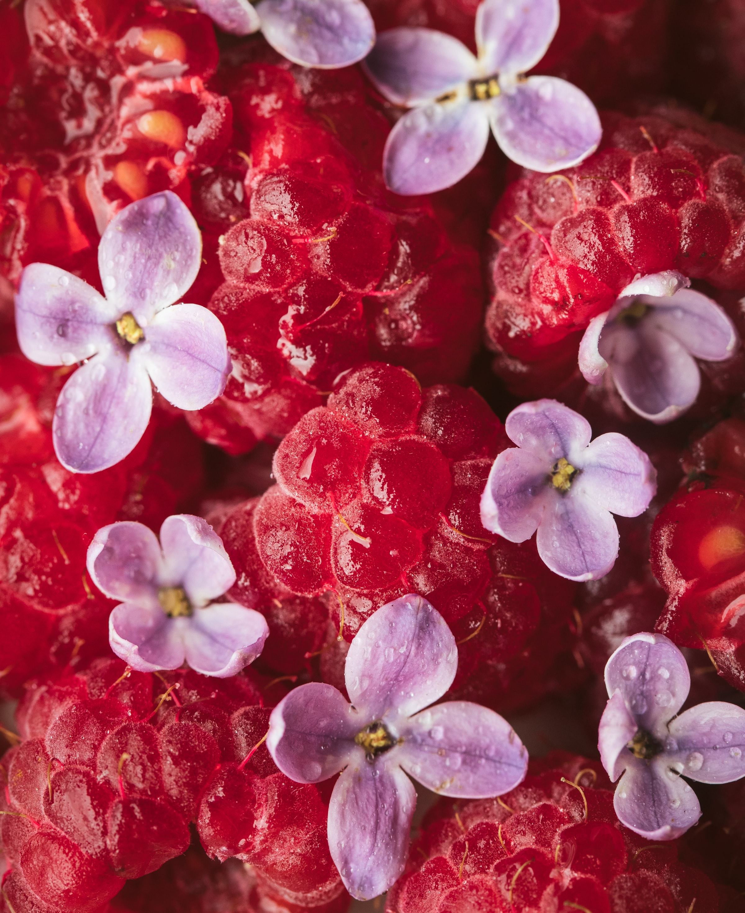 HD photos lilac, food, petals, berry