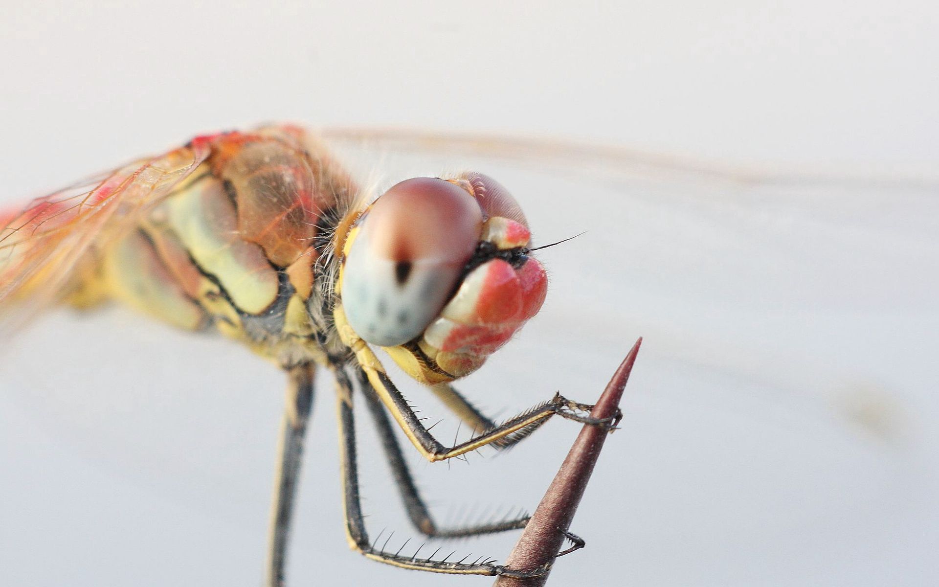 Laden Sie das Makro, Augen, Insekt, Pfoten, Libelle-Bild kostenlos auf Ihren PC-Desktop herunter