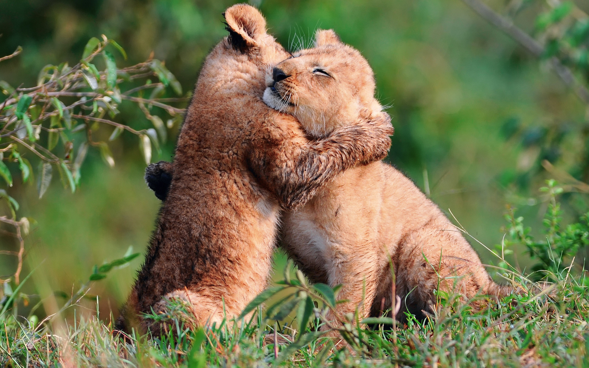 HD desktop wallpaper: Love, Lion, Animal, Cute, Hug, Baby Animal, Cub  download free picture #1501291
