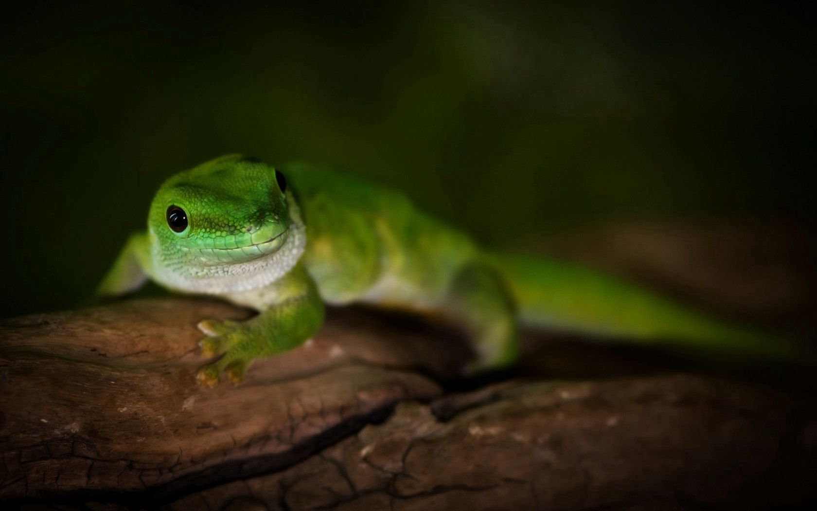150014 download wallpaper animals, madagascar, green, macro, wood, tree, lizard, day, gecko screensavers and pictures for free