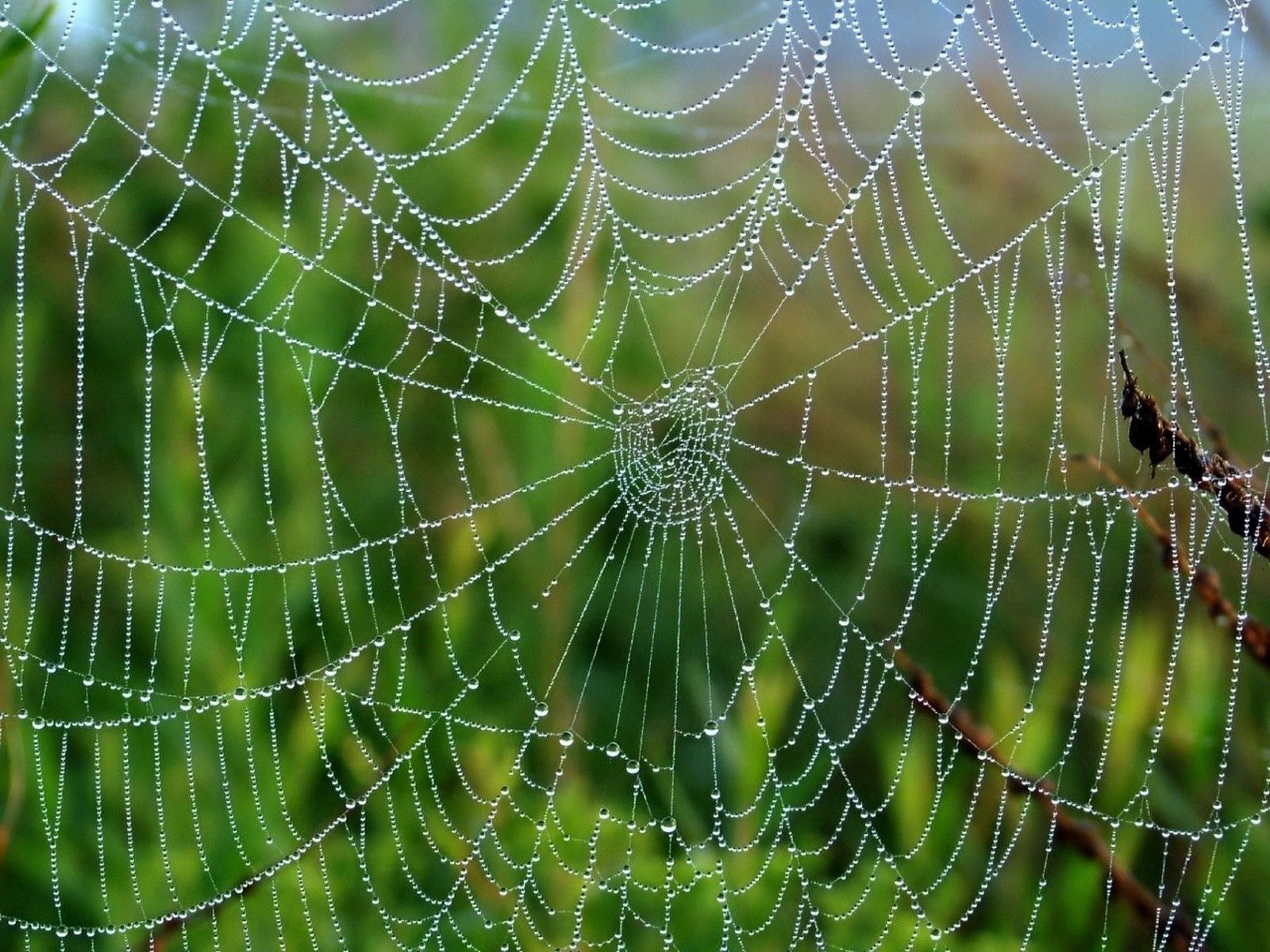 humid, web, grass, drops, macro, wet UHD