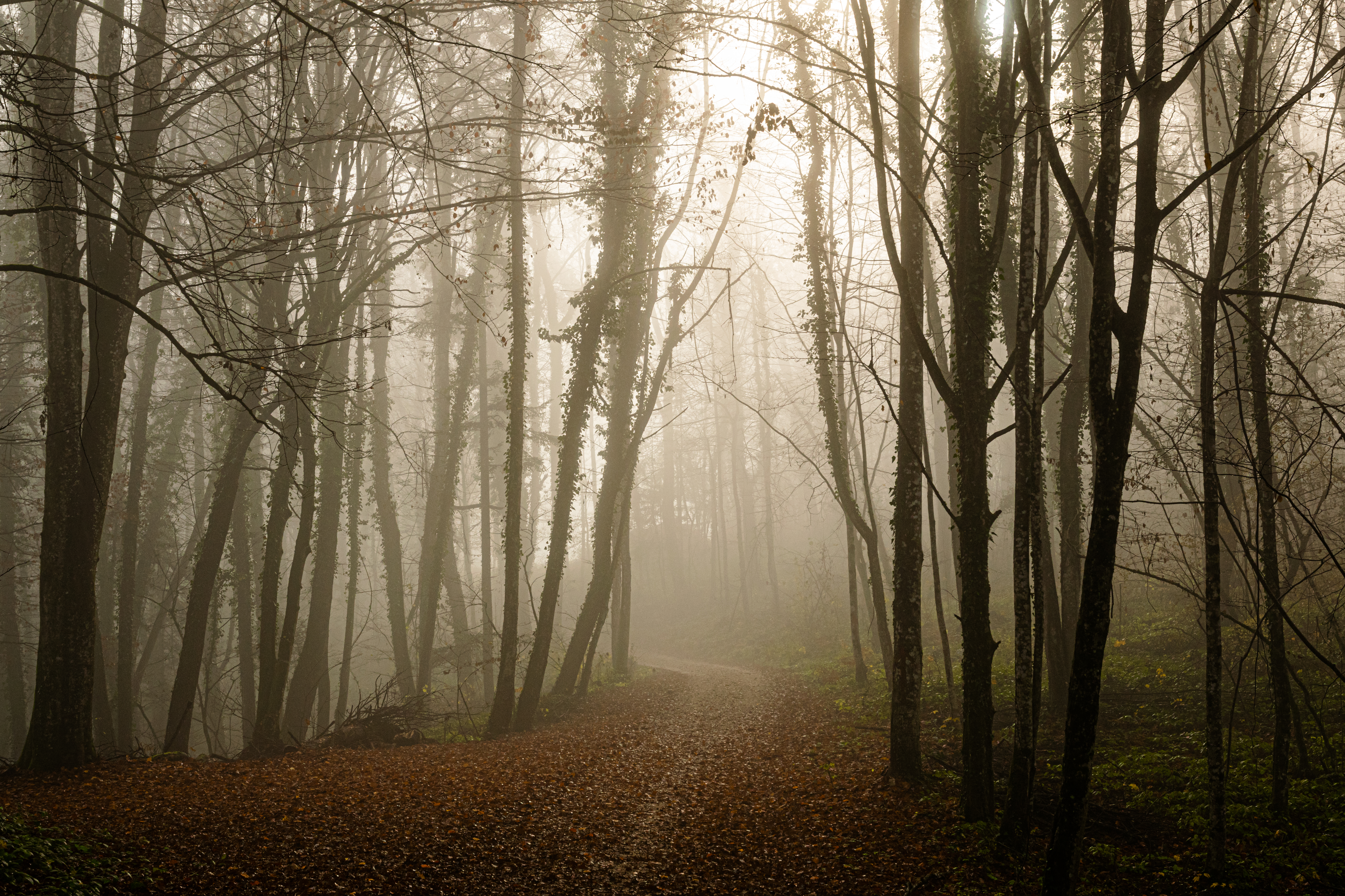 path, nature, leaves, forest, gloomy, gloomily