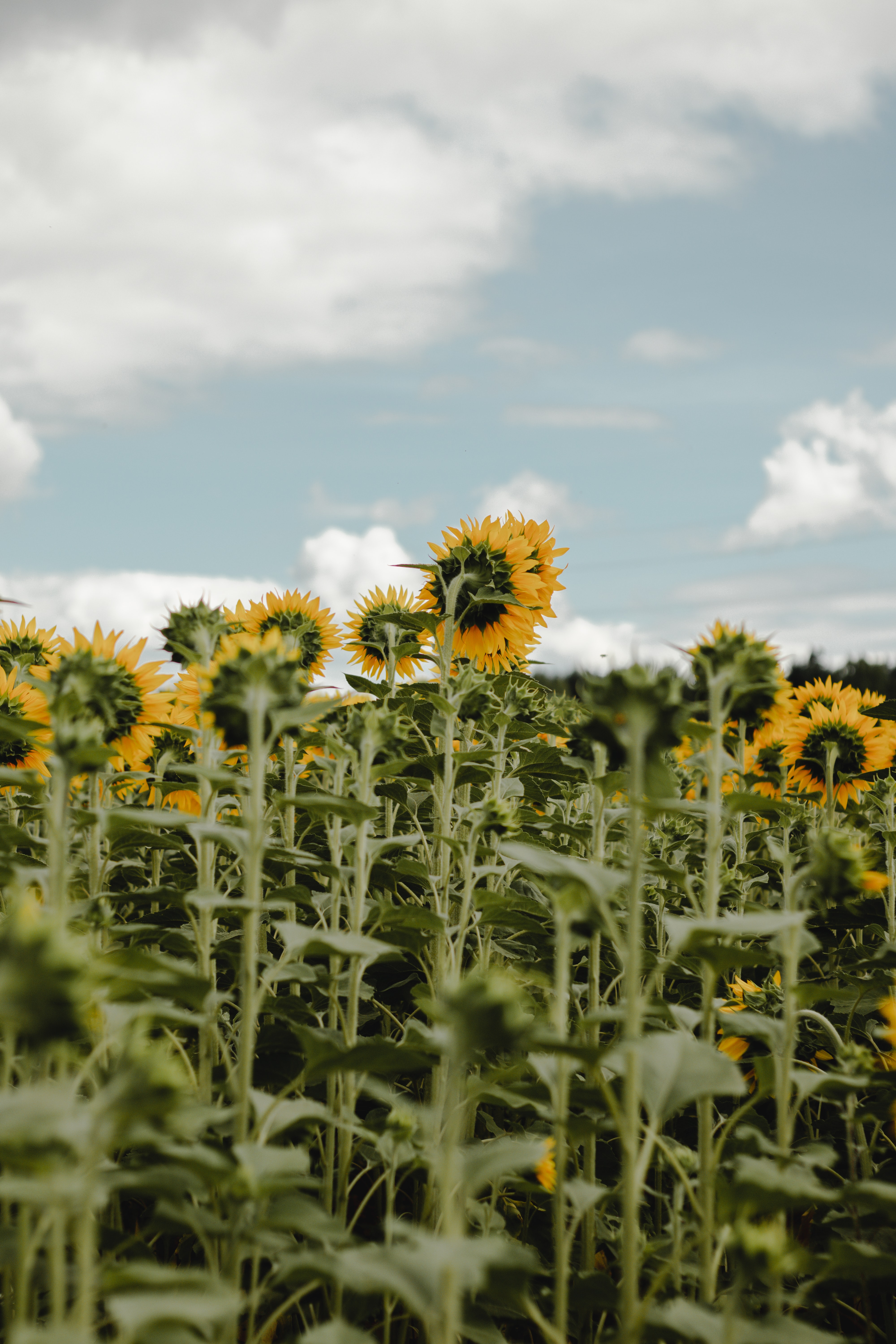 81773 Hintergrundbilder und Sonnenblumen Bilder auf dem Desktop. Laden Sie blumen, sonnenblumen, sky, feld Bildschirmschoner kostenlos auf den PC herunter