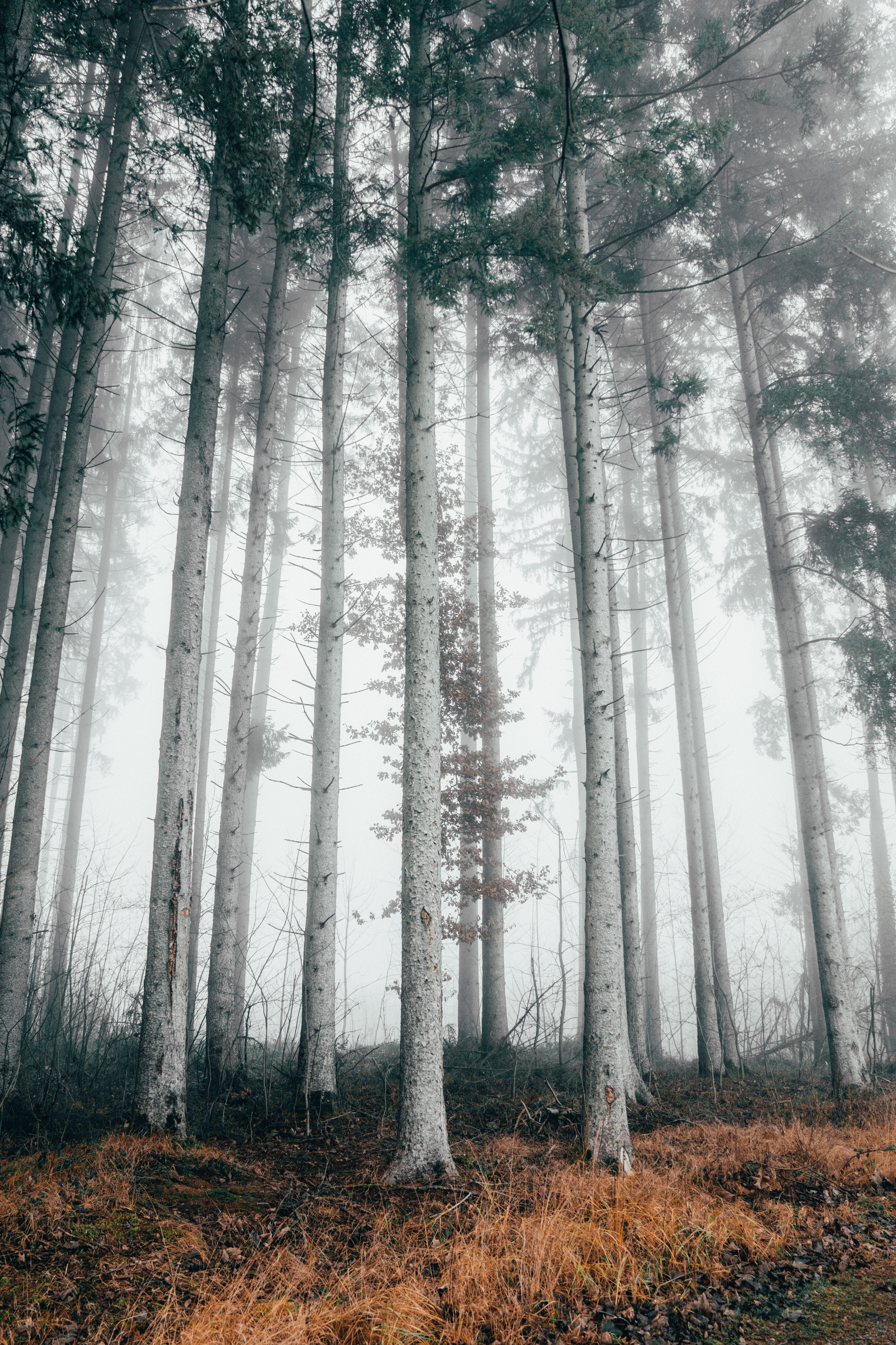66415 下載圖片 性质, 树, 秋, 森林, 多雾路段, 雾 - 免費壁紙和屏保