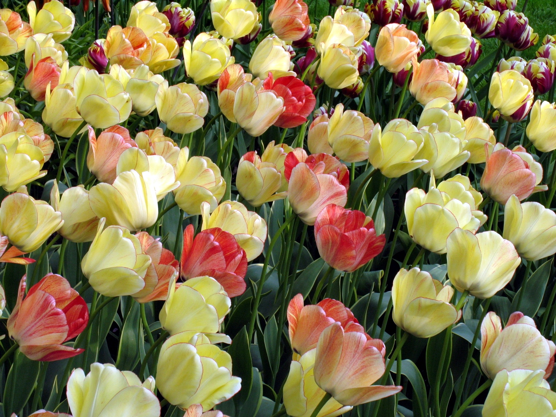 tulips, flowers, flower bed, flowerbed, disbanded, loose, variegated, mottled cellphone