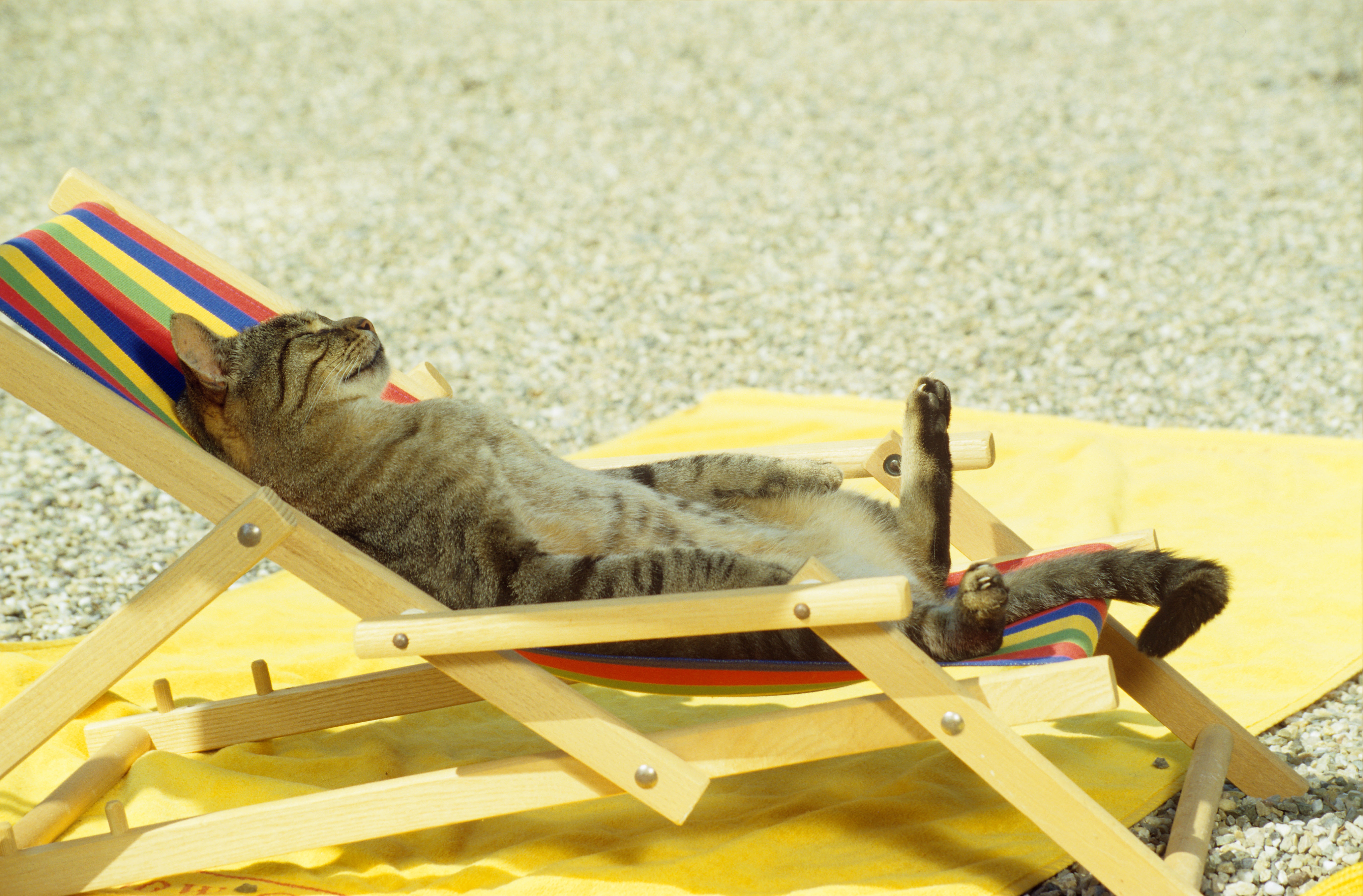 Mobile wallpaper animals, beach, cat, to lie down, lie, sun lounger, deck chair, joke