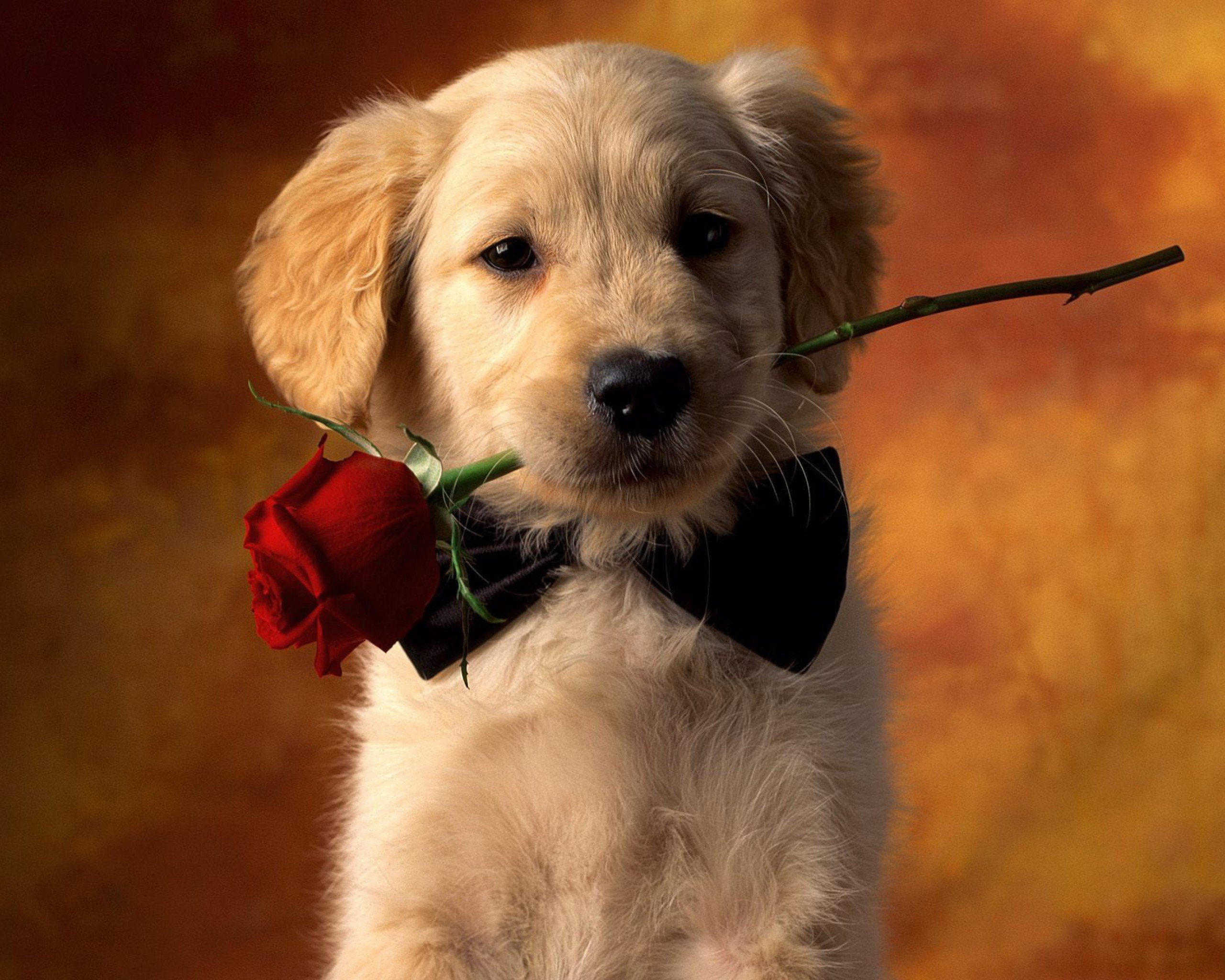 dogs, red rose, animal, cute, golden retriever, puppy cell phone wallpapers