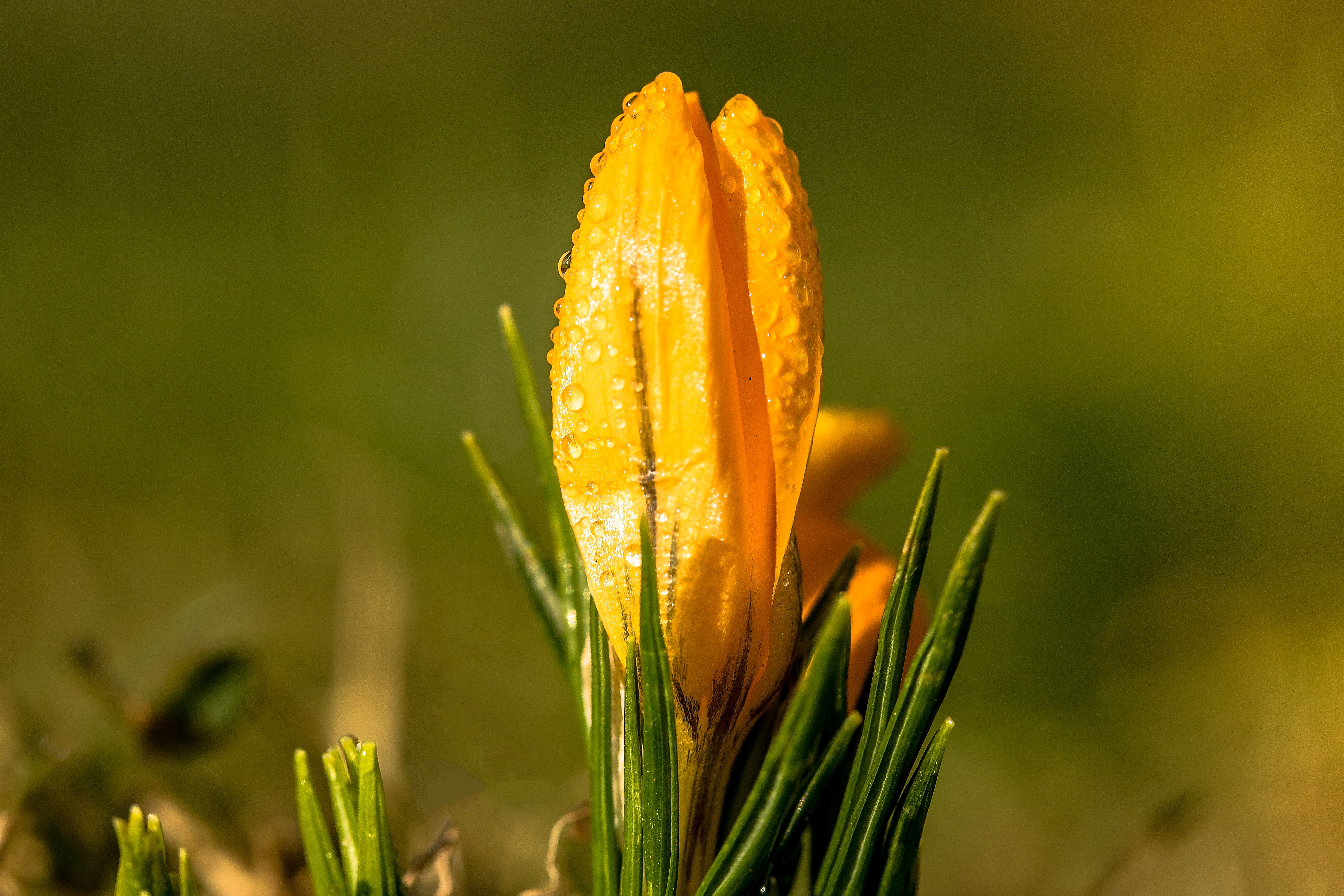 Descargar la imagen en teléfono: Flores, Campanilla De Febrero, Flor,  Drops, gratis. 67867.