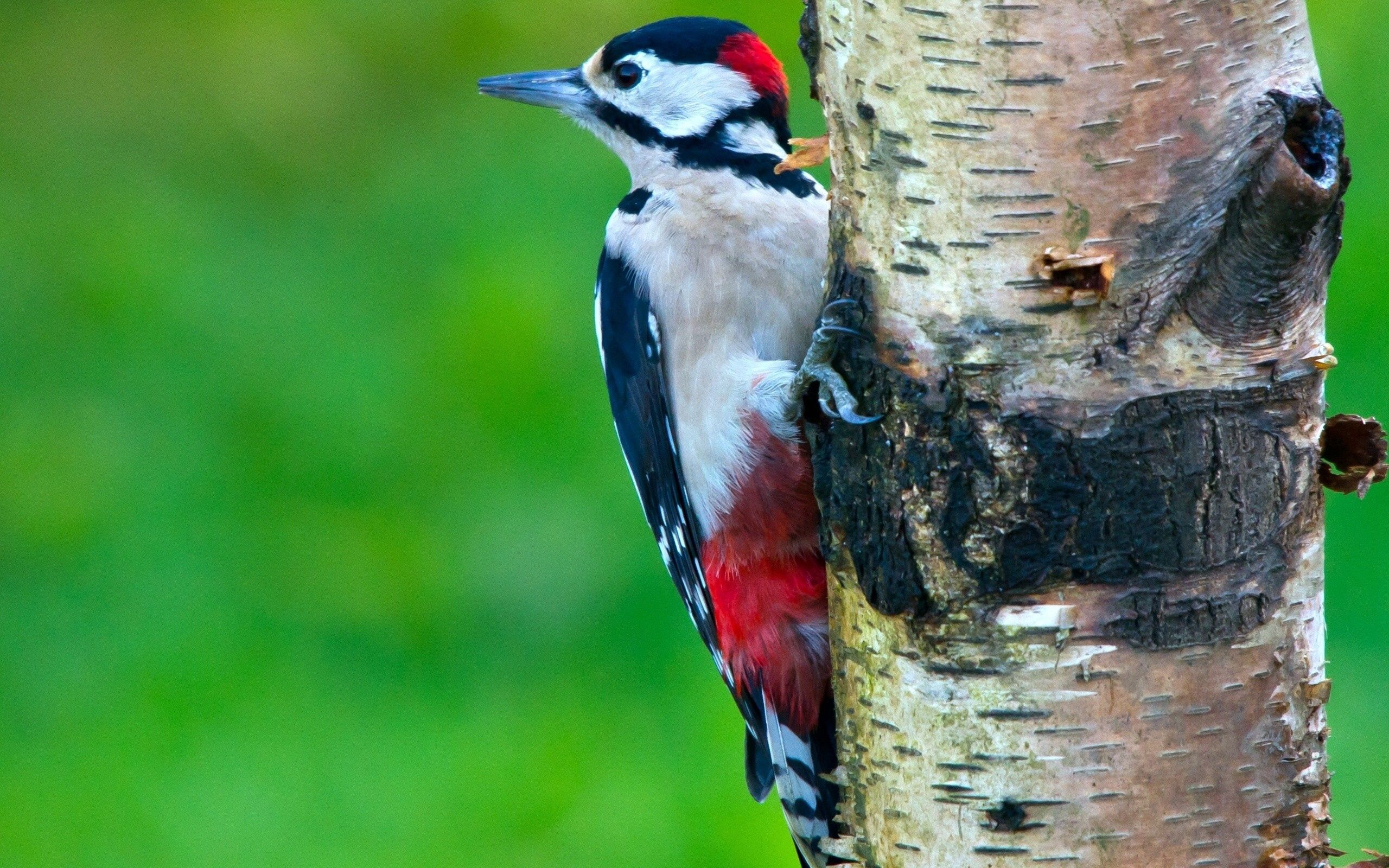 Woodpecker Cool HD