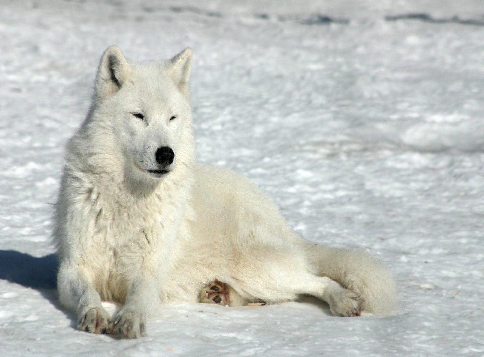 142815 Hintergrundbild herunterladen wolf, tiere, winter, schnee, sich hinlegen, liegen - Bildschirmschoner und Bilder kostenlos