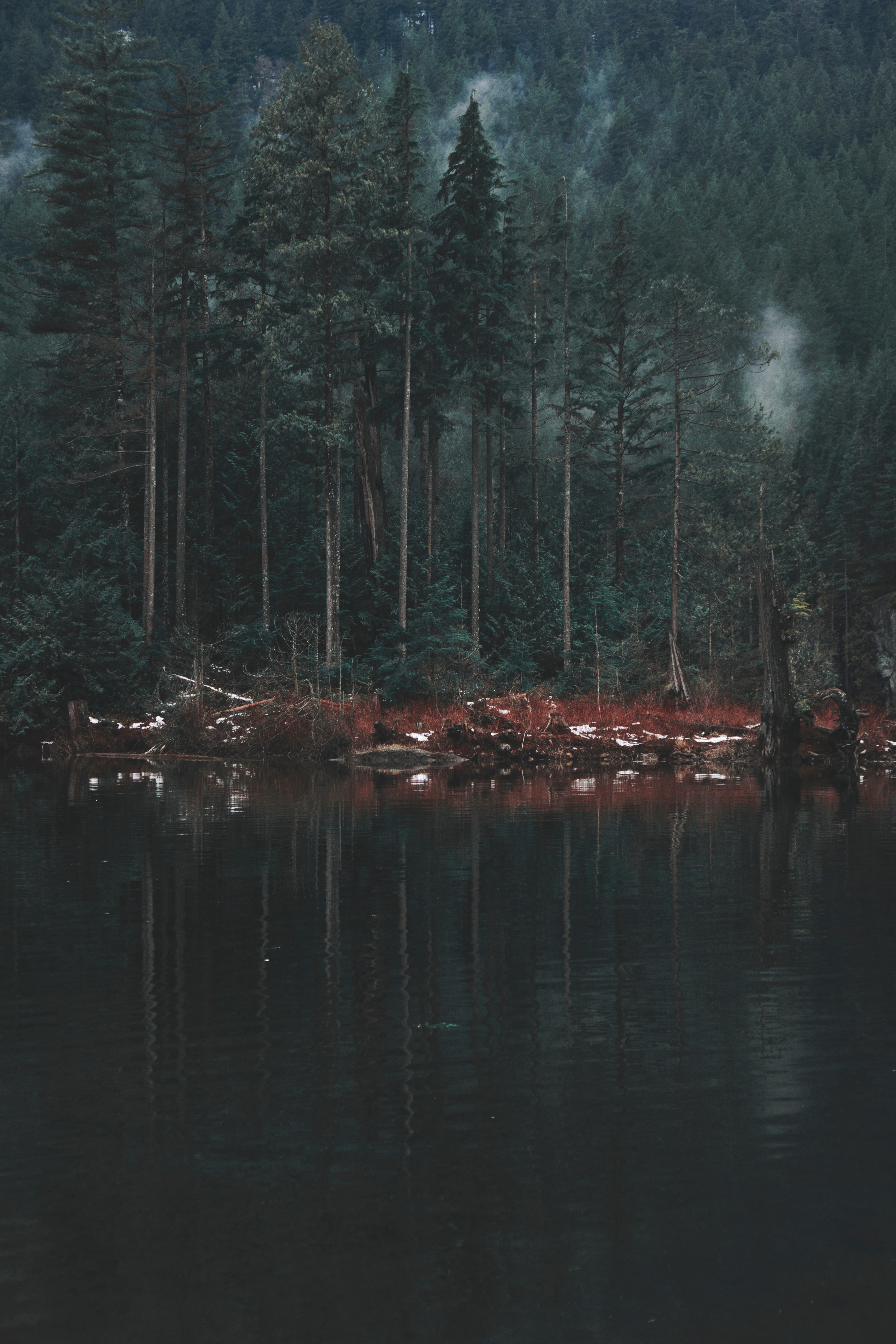 Widescreen image trees, bank, reflection, lake