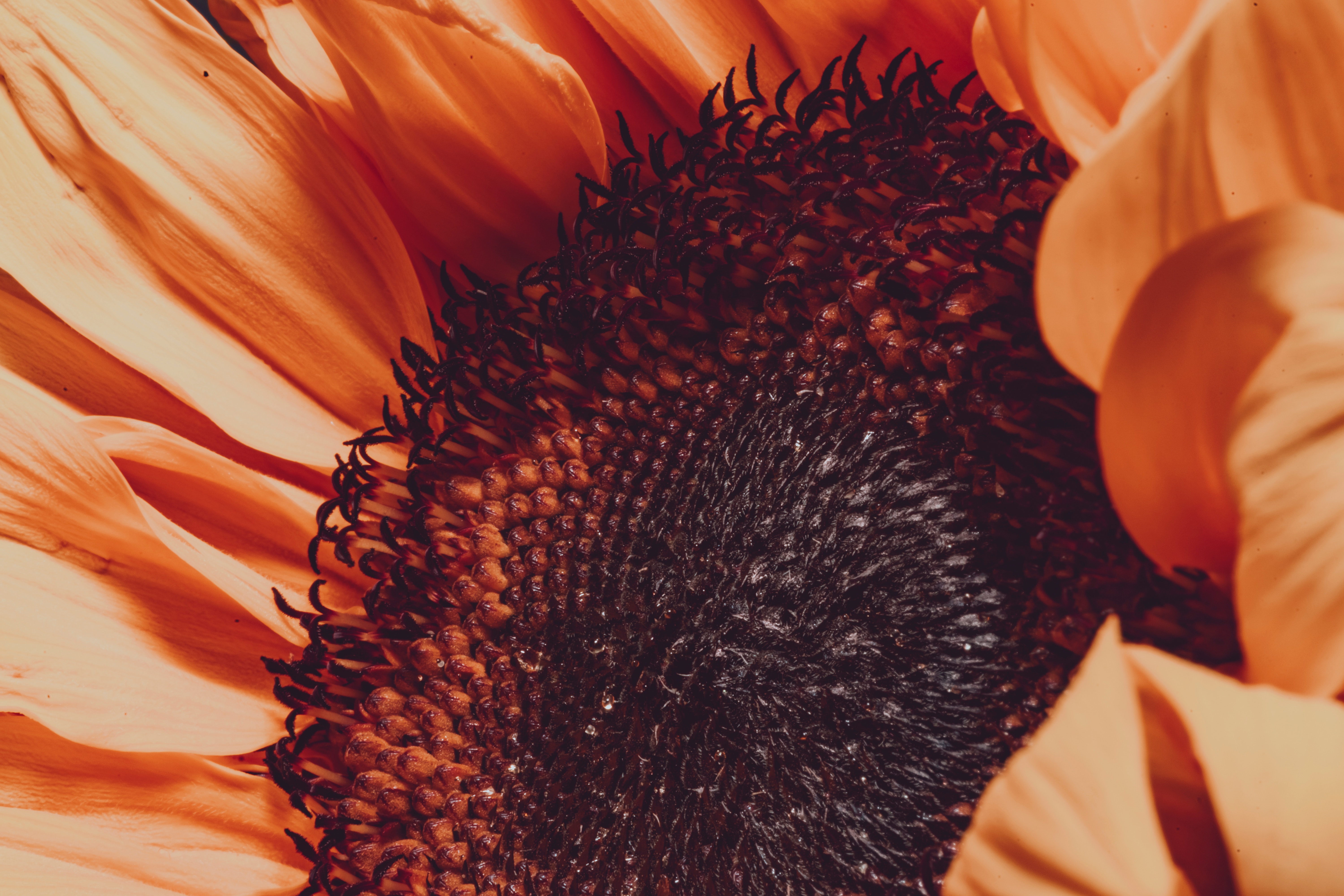 148314 Hintergrundbilder und Sonnenblume Bilder auf dem Desktop. Laden Sie glatt, unschärfe, blütenblätter, blume Bildschirmschoner kostenlos auf den PC herunter