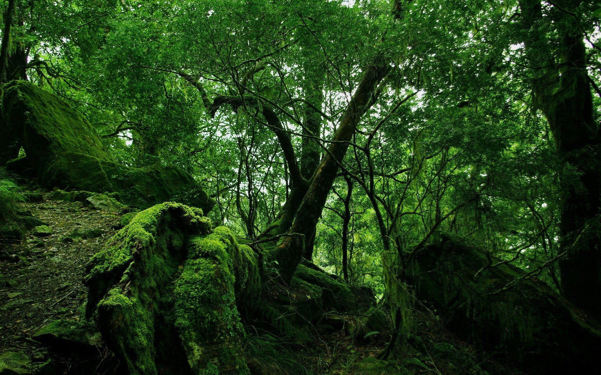 thicket, bush, trees, forest, stones, leaves, nature, green, vegetation, moss, thickets