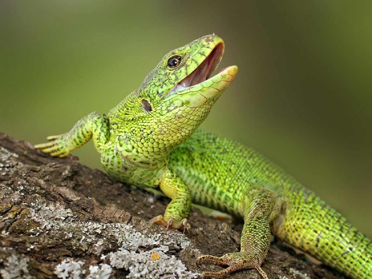 32384 Hintergrundbild herunterladen tiere, lizards - Bildschirmschoner und Bilder kostenlos