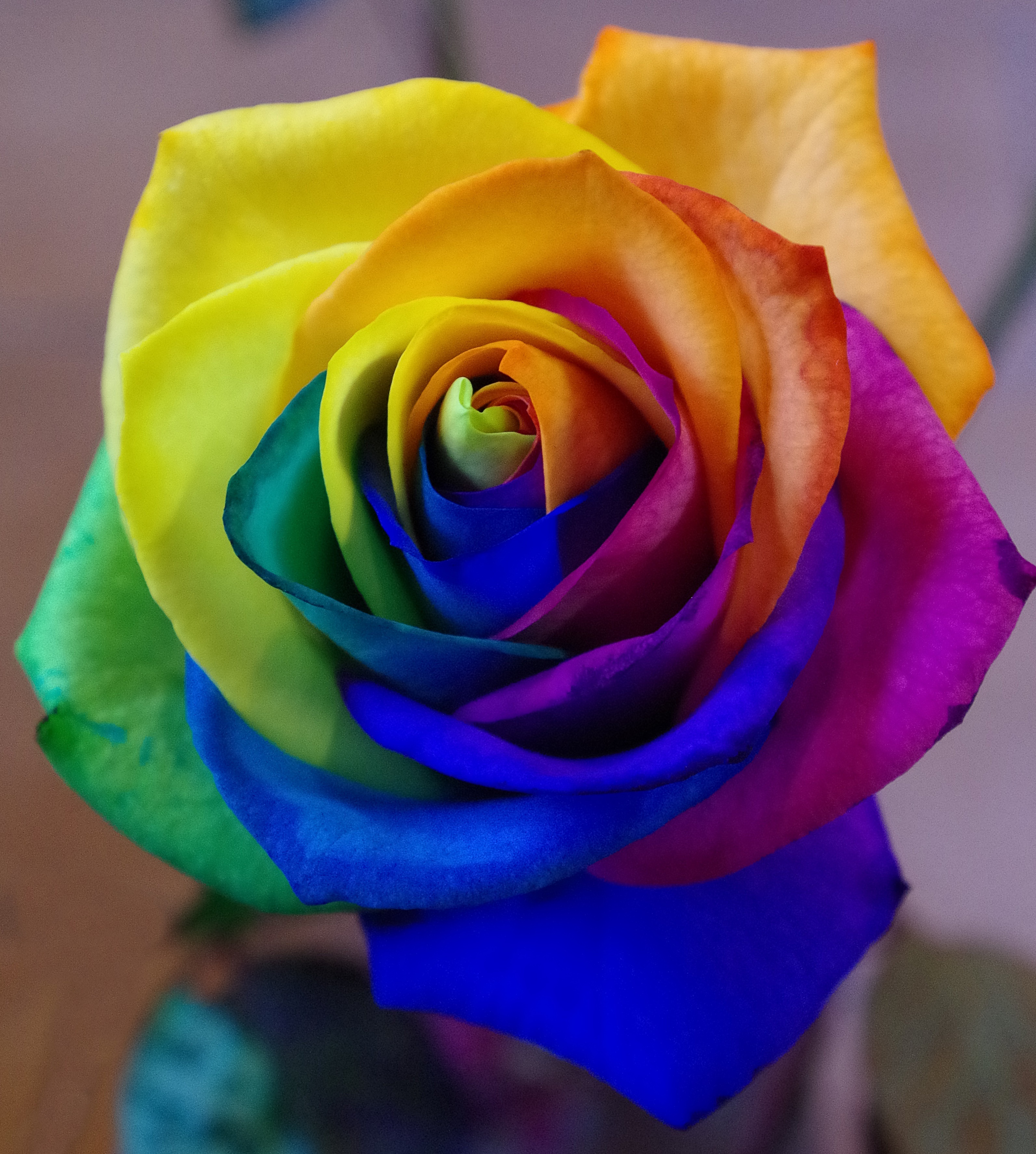 bud, rose flower, flowers, rainbow, multicolored, motley, rose, iridescent