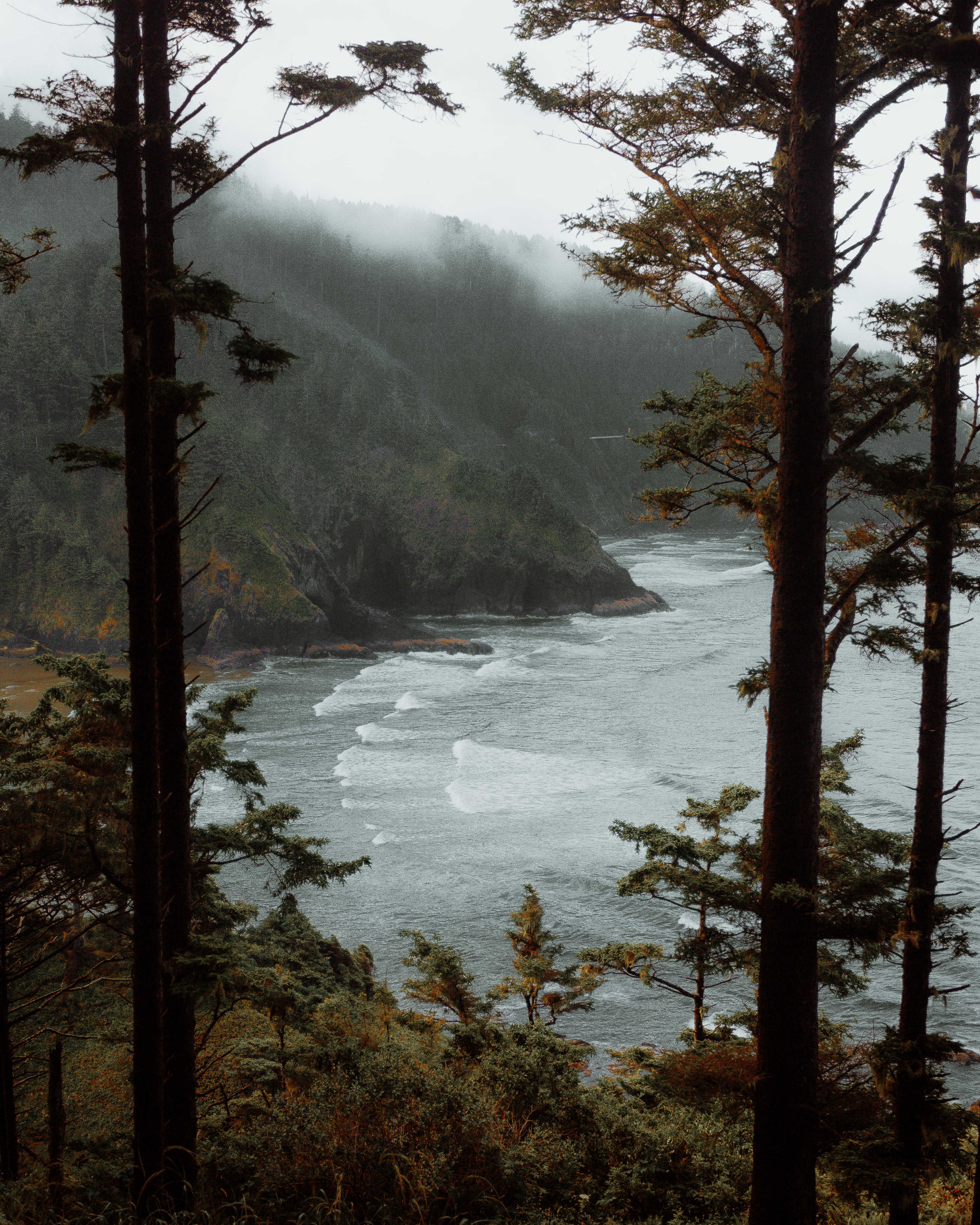 surf, nature, trees, sea, rocks, fog 1080p