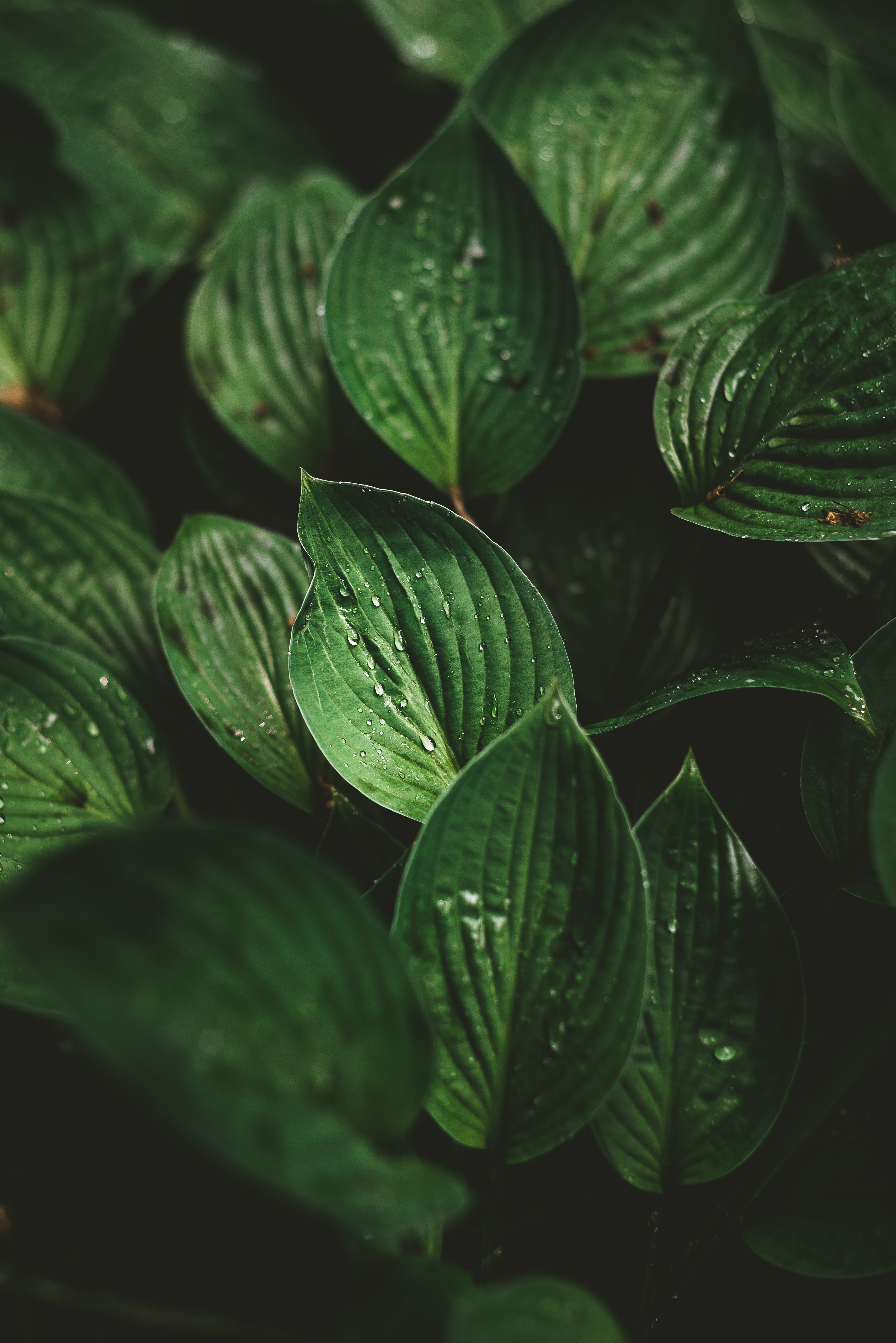 Desktop Backgrounds Dew leaves, macro, drops, plant