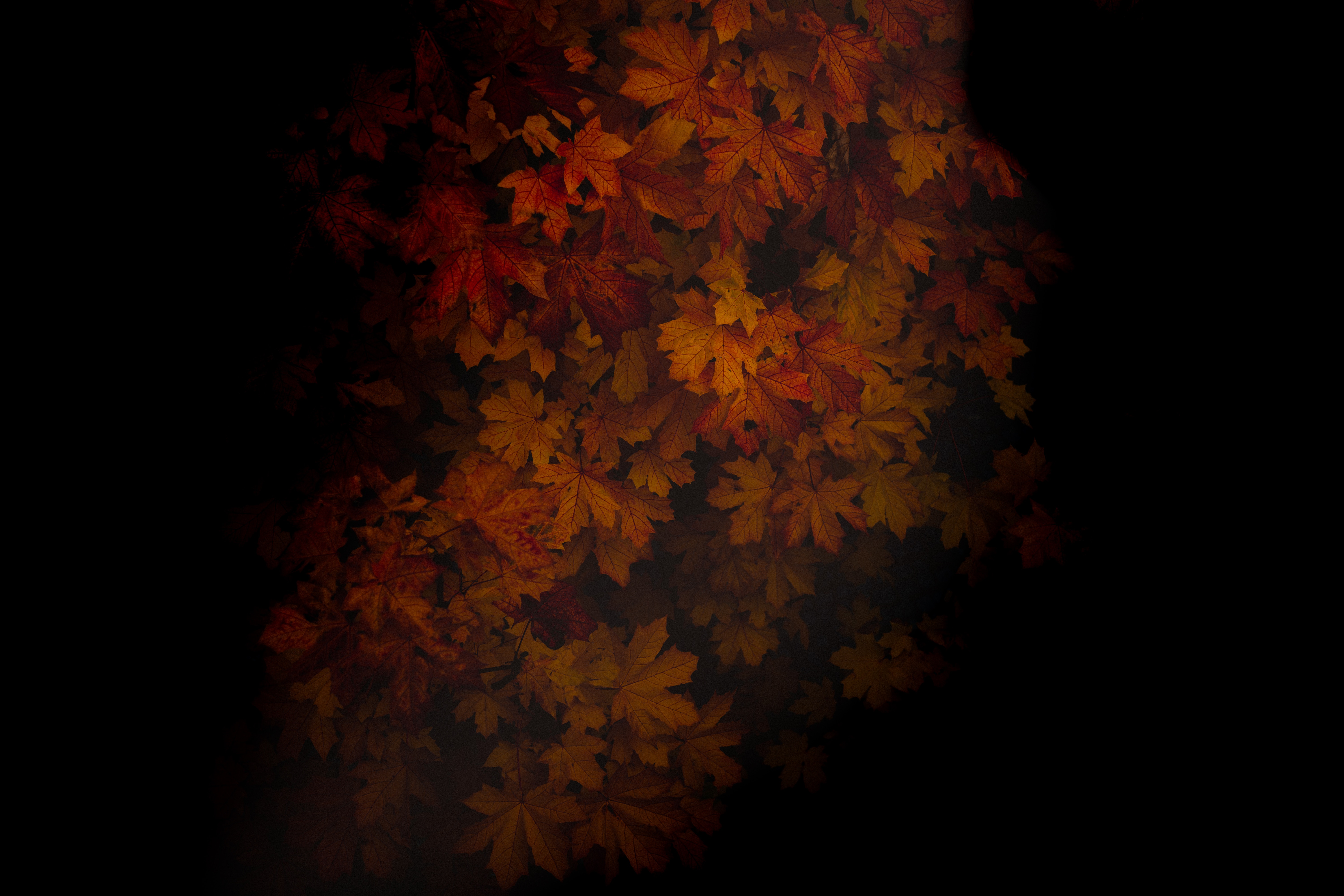 dark, wood, leaves, autumn, shadows, tree, maple