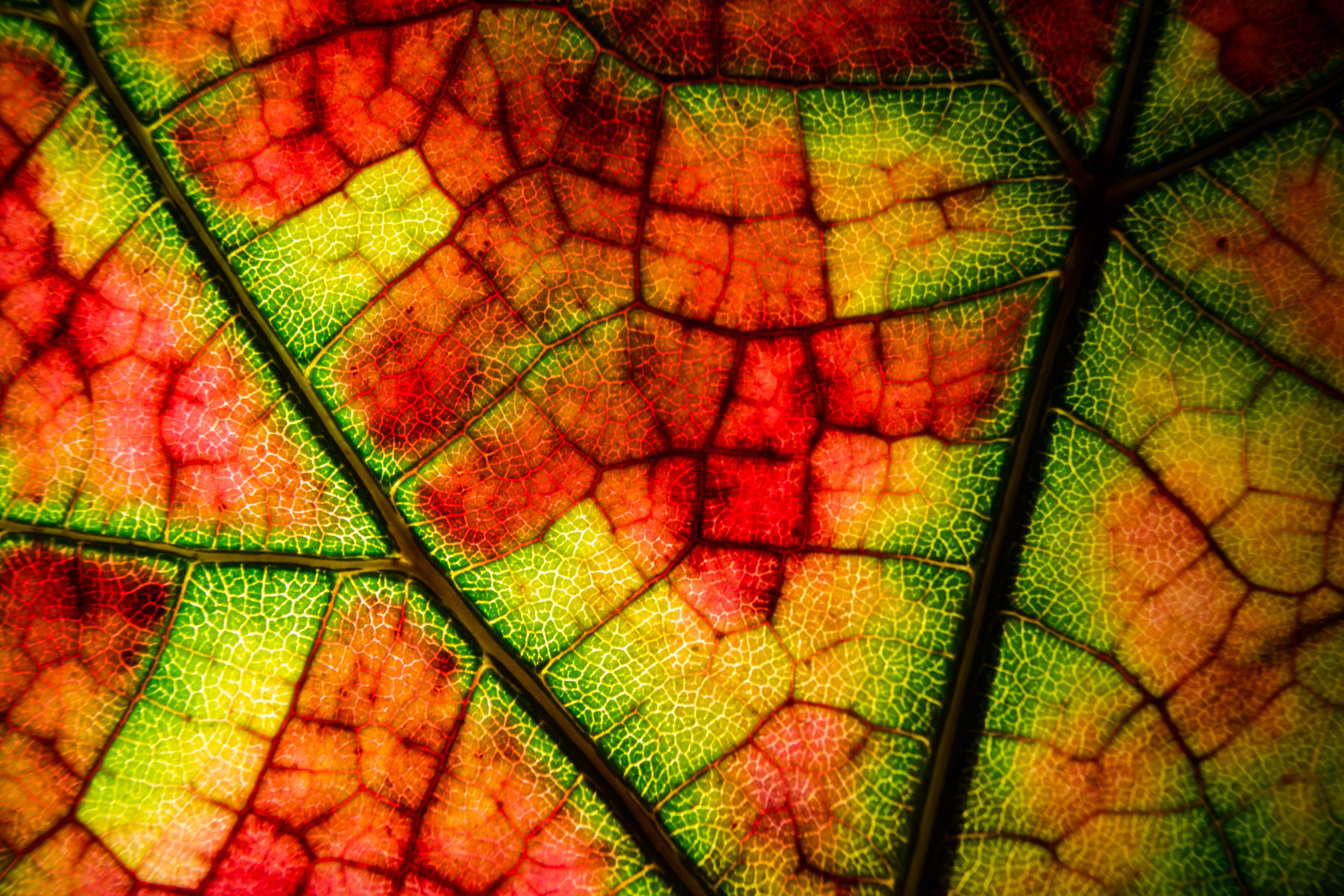 Cool HD Wallpaper multicolored, leaf, autumn, macro
