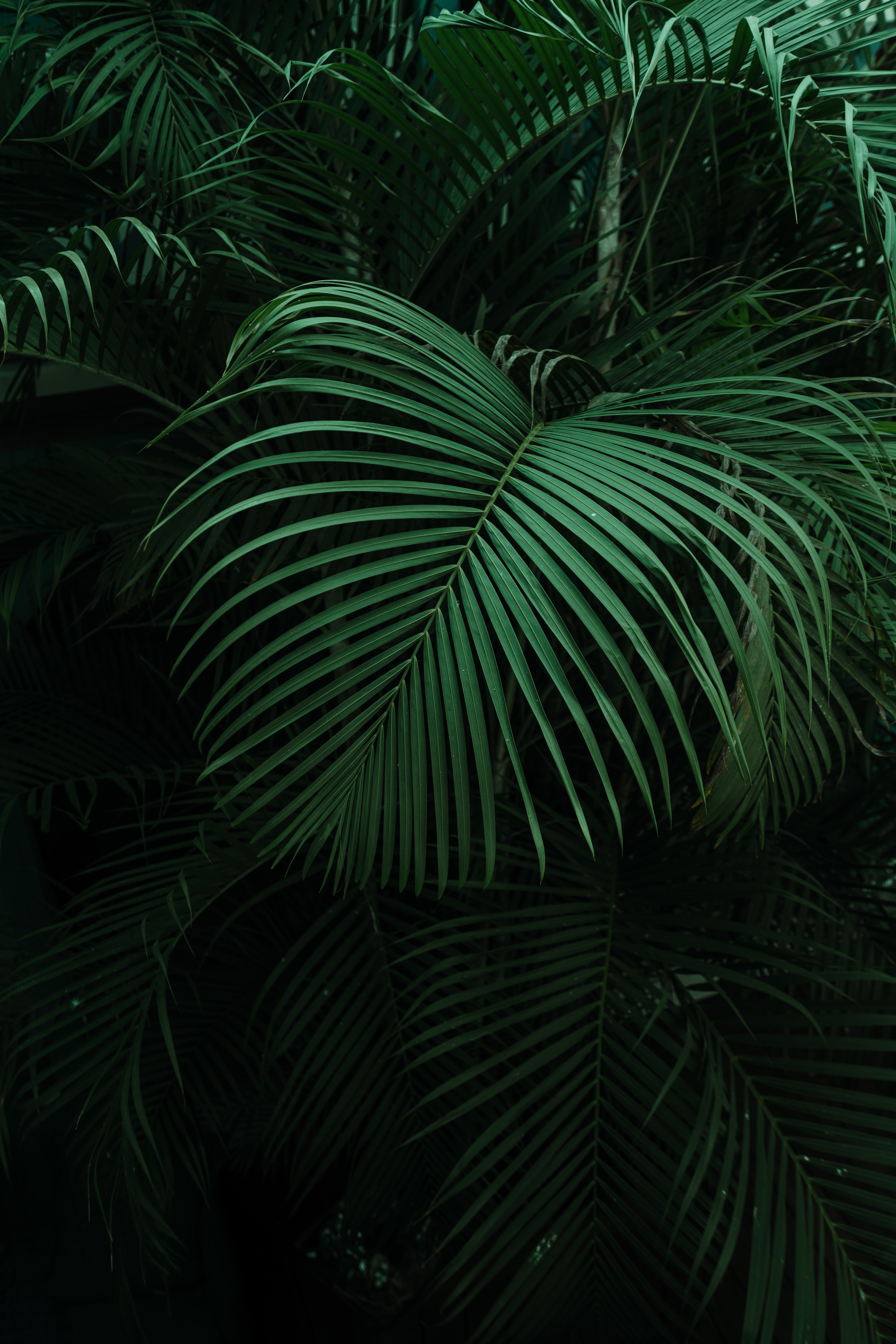 leaves, dark, green, palm