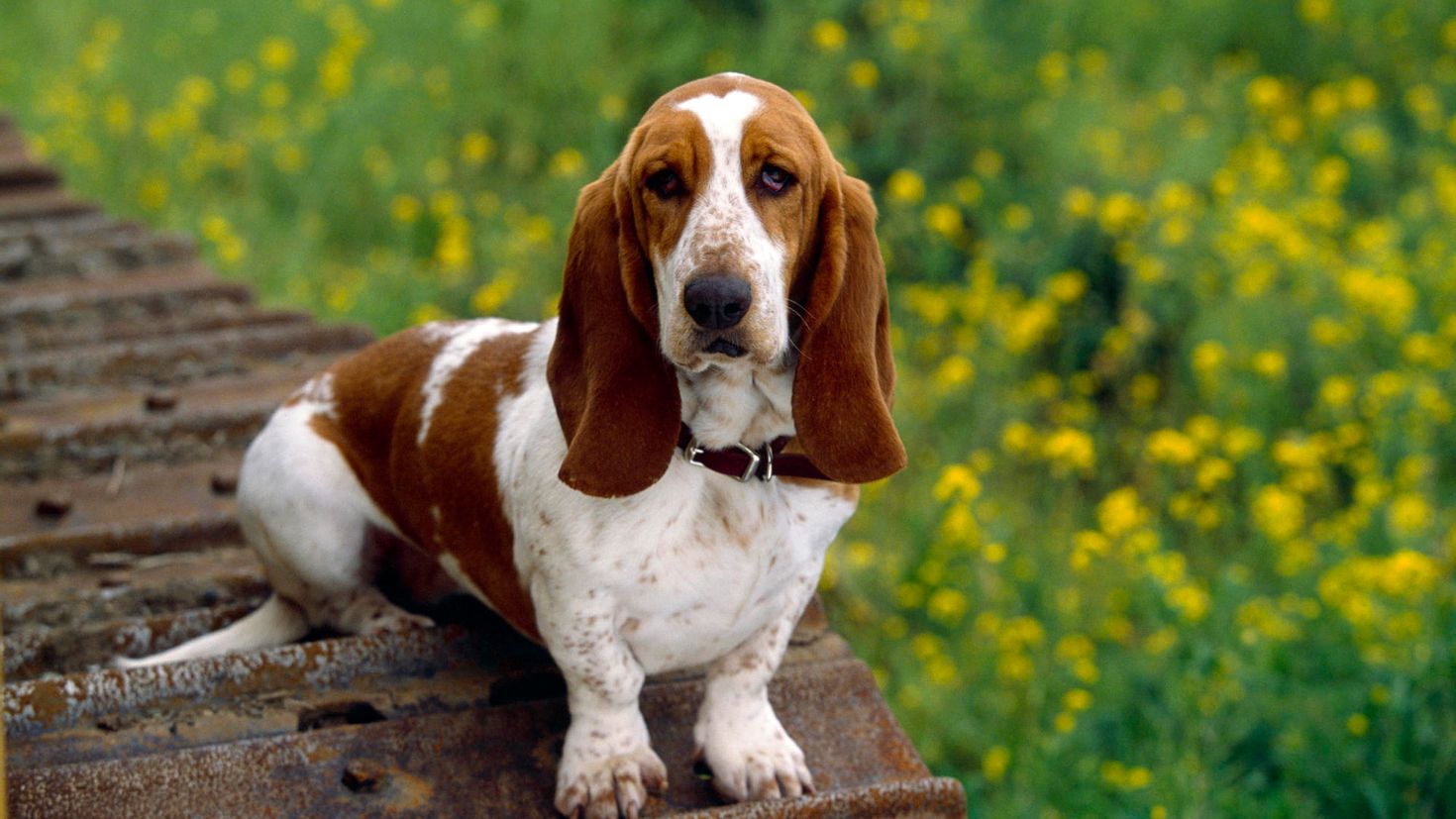 Порода собак с висячими ушами название и фото