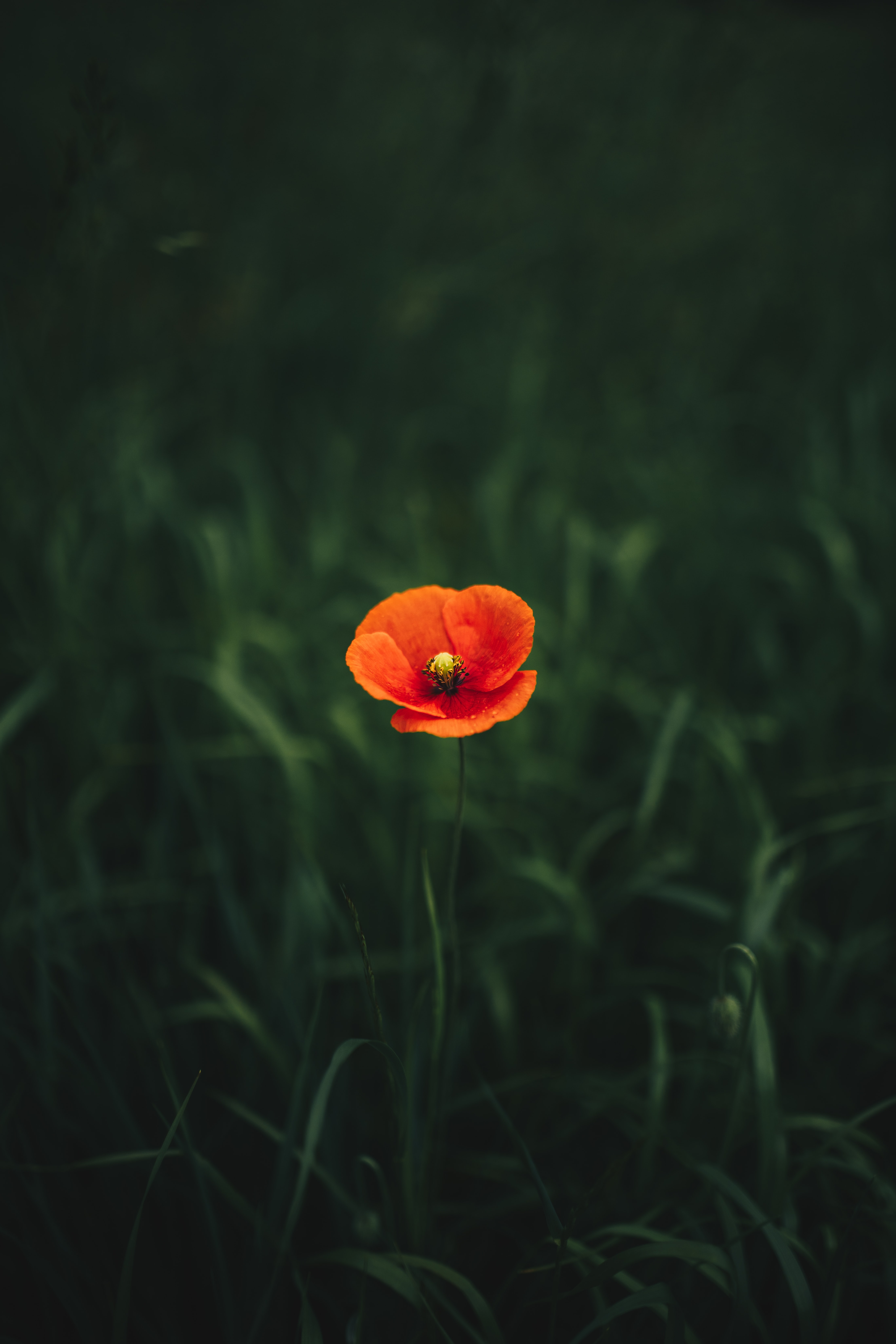 iPhone Wallpapers  Poppy