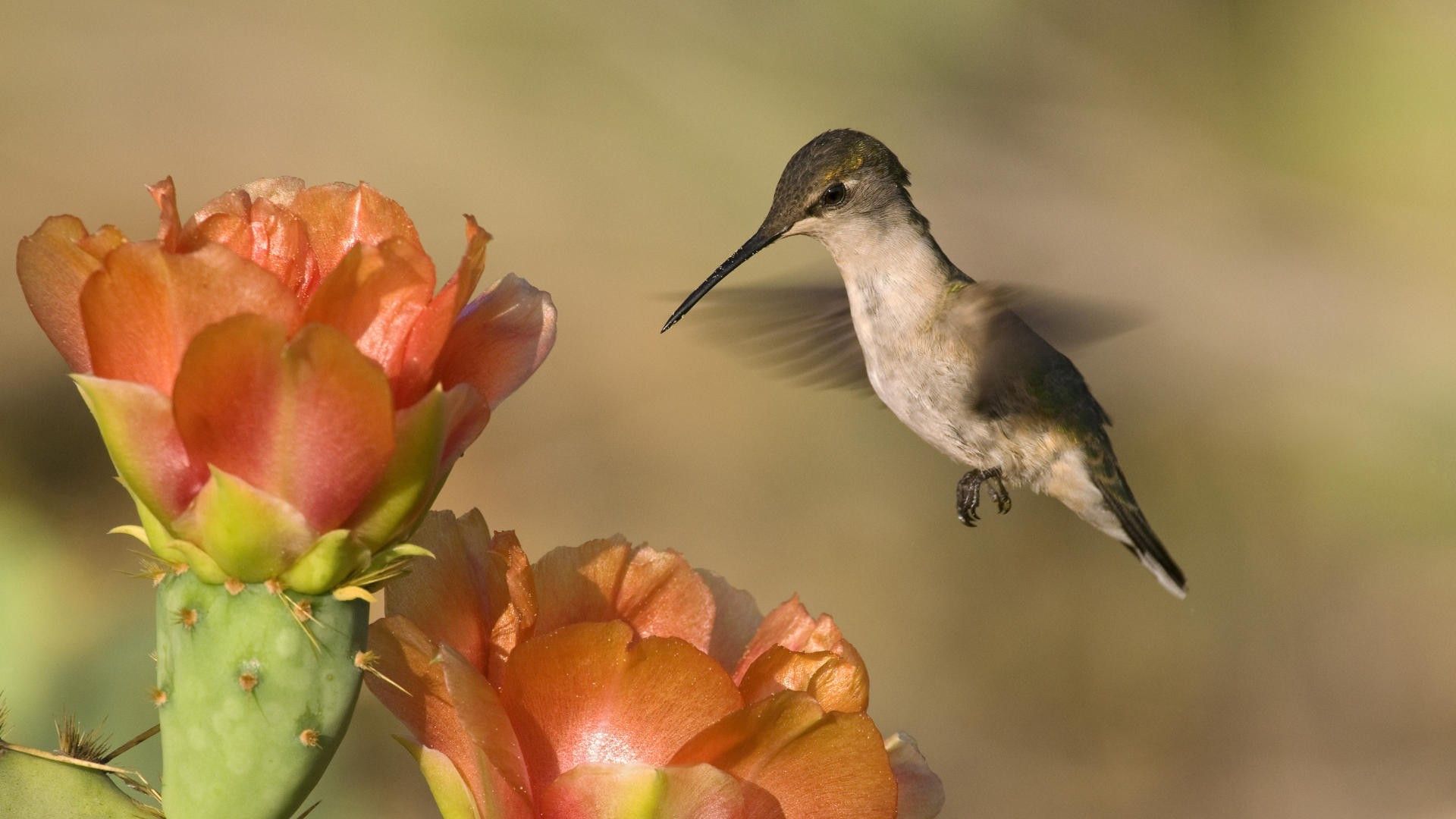 Laden Sie das Blume, Tiere, Kolibris, Vogel, Flug, Welle, Fegen-Bild kostenlos auf Ihren PC-Desktop herunter