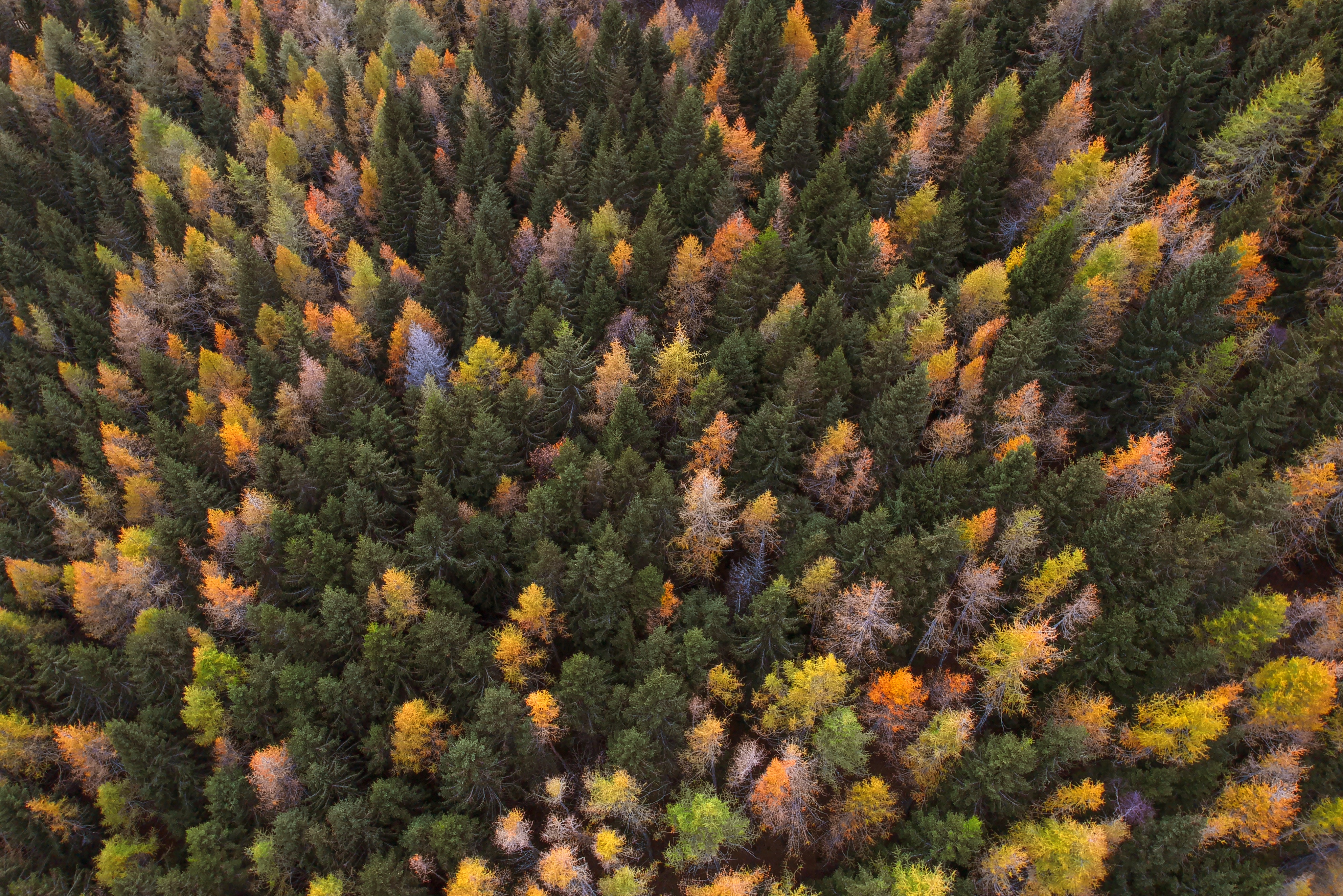 High Definition wallpaper autumn, view from above, forest, paints autumn