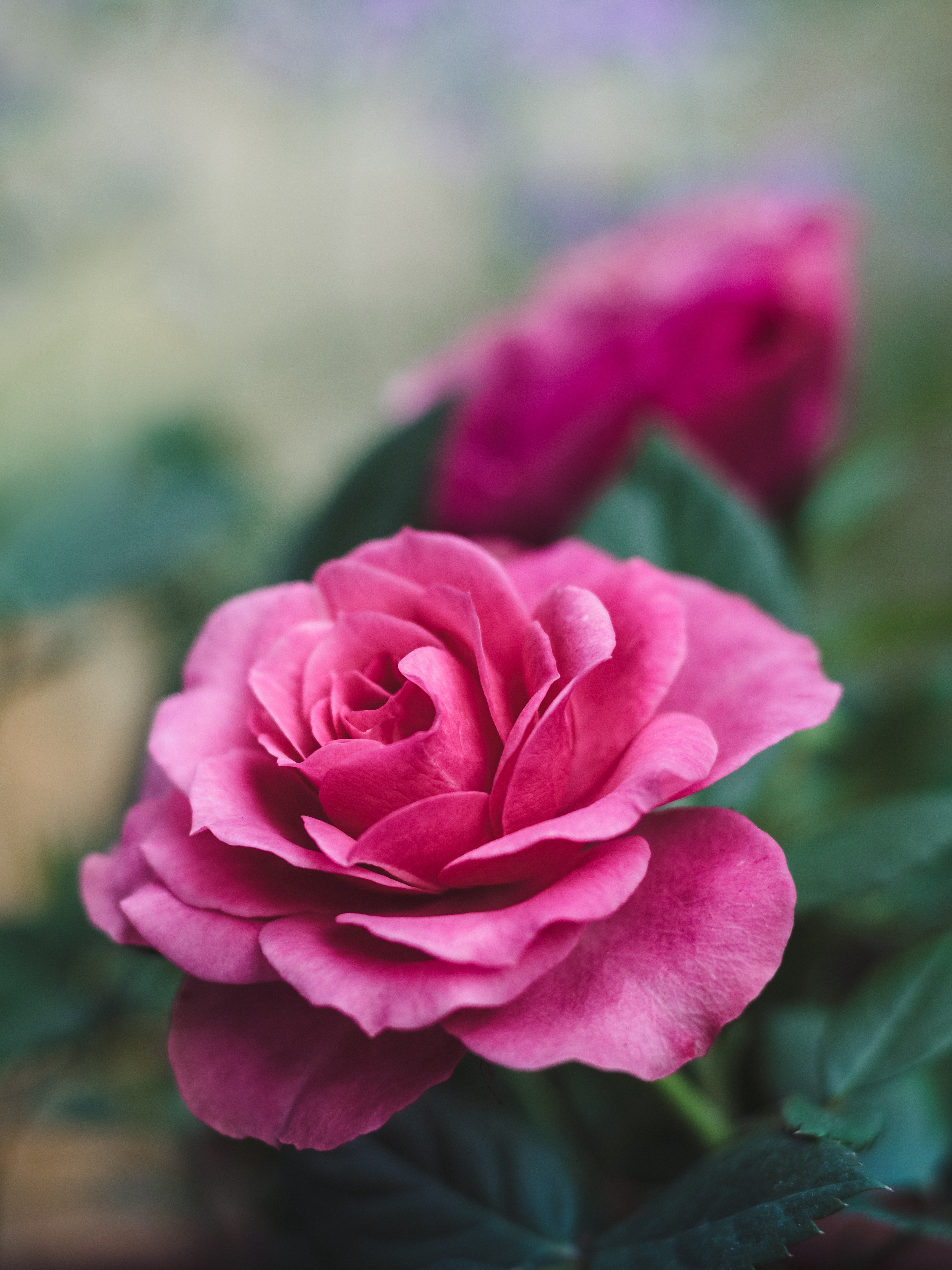 Handy-Wallpaper Rosa, Blumen, Blume, Rose, Nahaufnahme, Schön, Romantik kostenlos herunterladen.