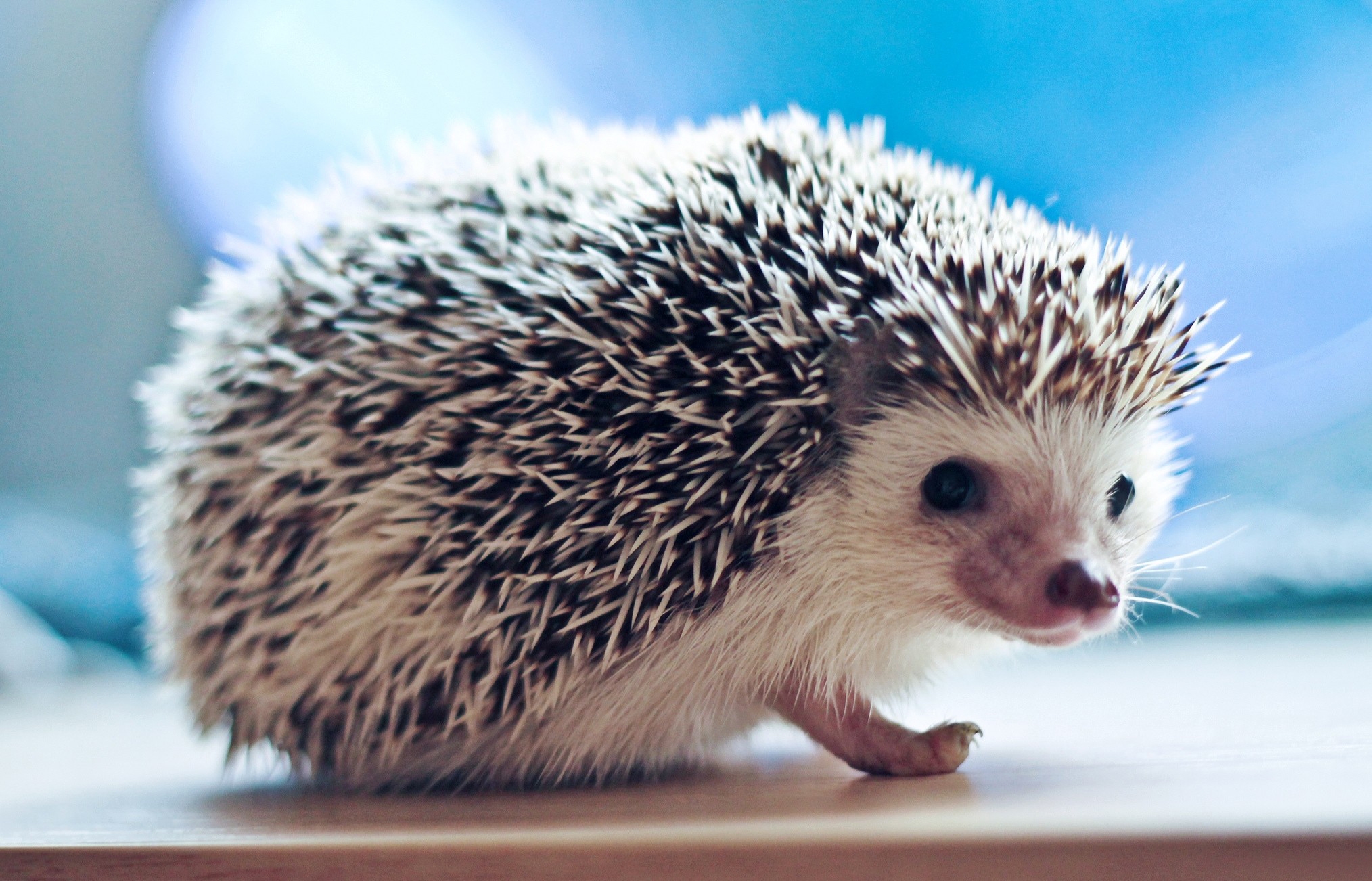 63465 download wallpaper animals, needle, sight, opinion, hedgehog screensavers and pictures for free