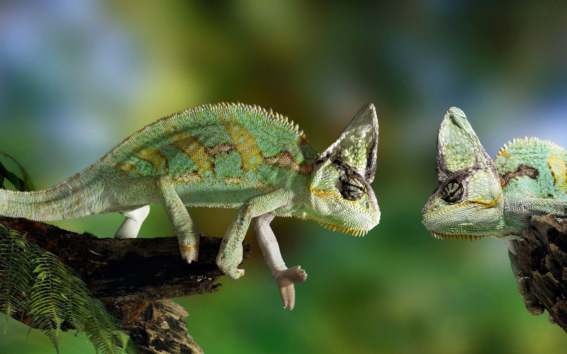Laden Sie das Ast, Tiere, Paar, Zweig, Basilisk, Reptil, Reptile-Bild kostenlos auf Ihren PC-Desktop herunter