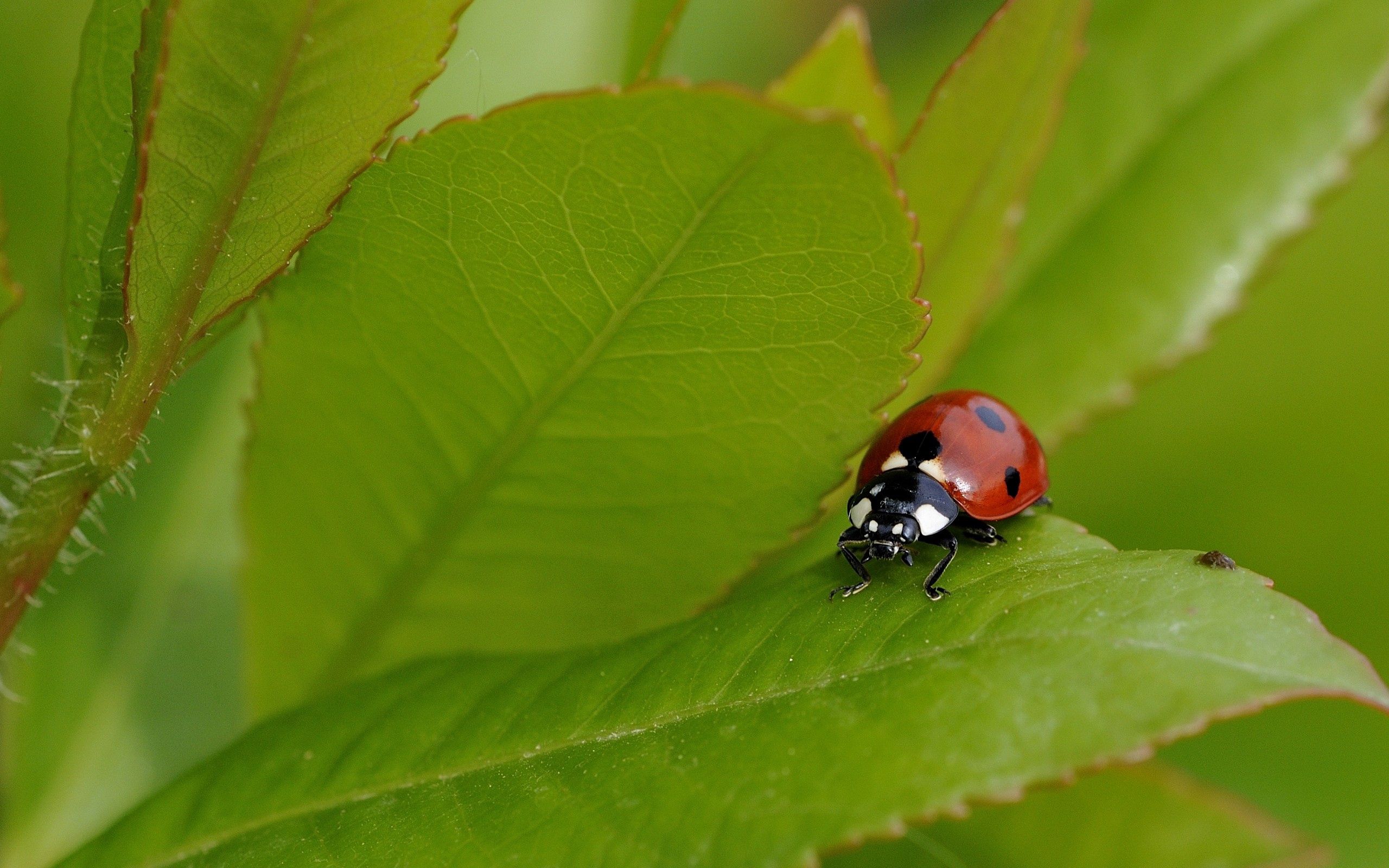 Laden Sie das Sommer, Grass, Marienkäfer, Makro, Insekt, Ladybird-Bild kostenlos auf Ihren PC-Desktop herunter