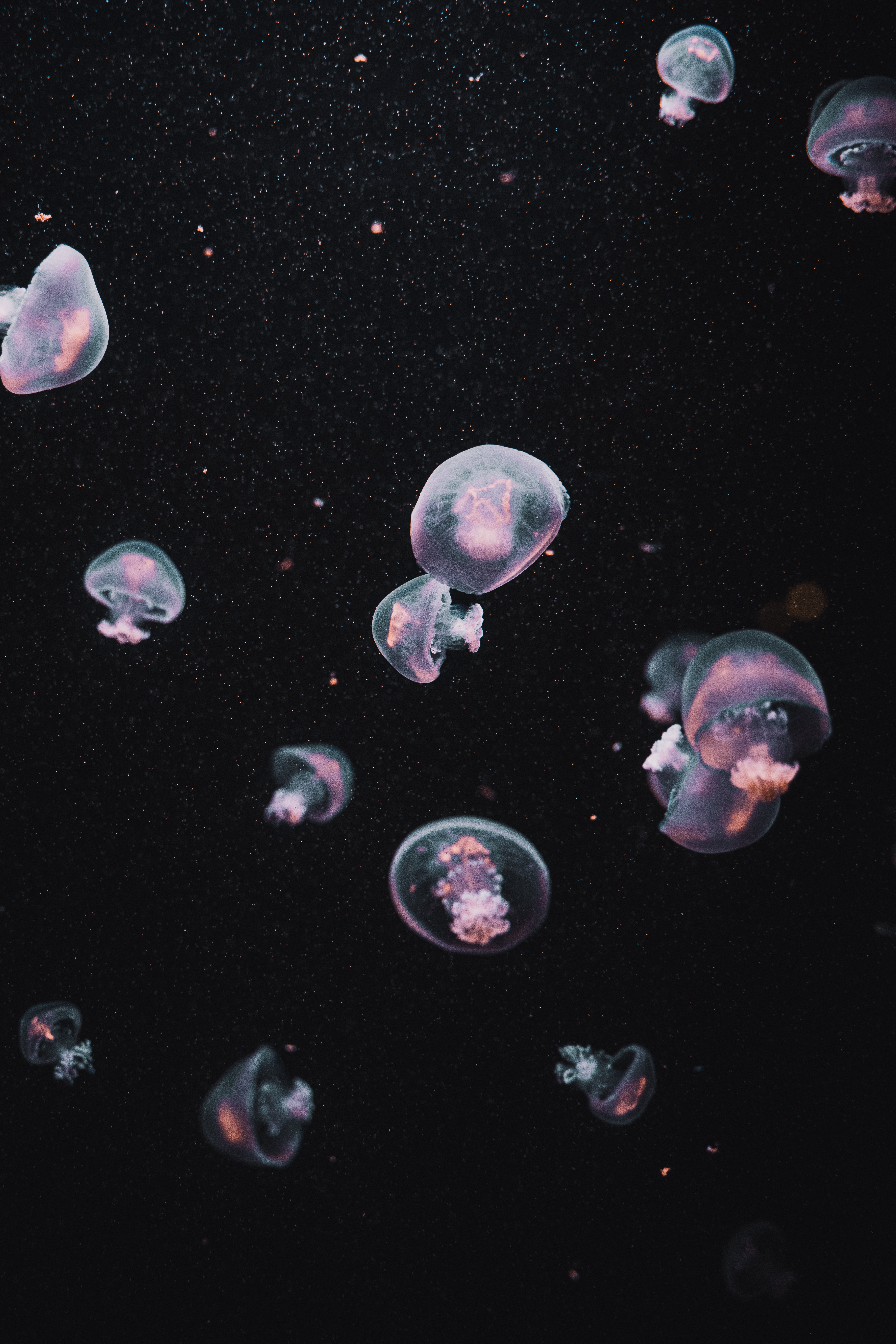 106152 Bildschirmschoner und Hintergrundbilder Jellyfish auf Ihrem Telefon. Laden Sie jellyfish, dunkel, unterwasserwelt, ästhetik Bilder kostenlos herunter