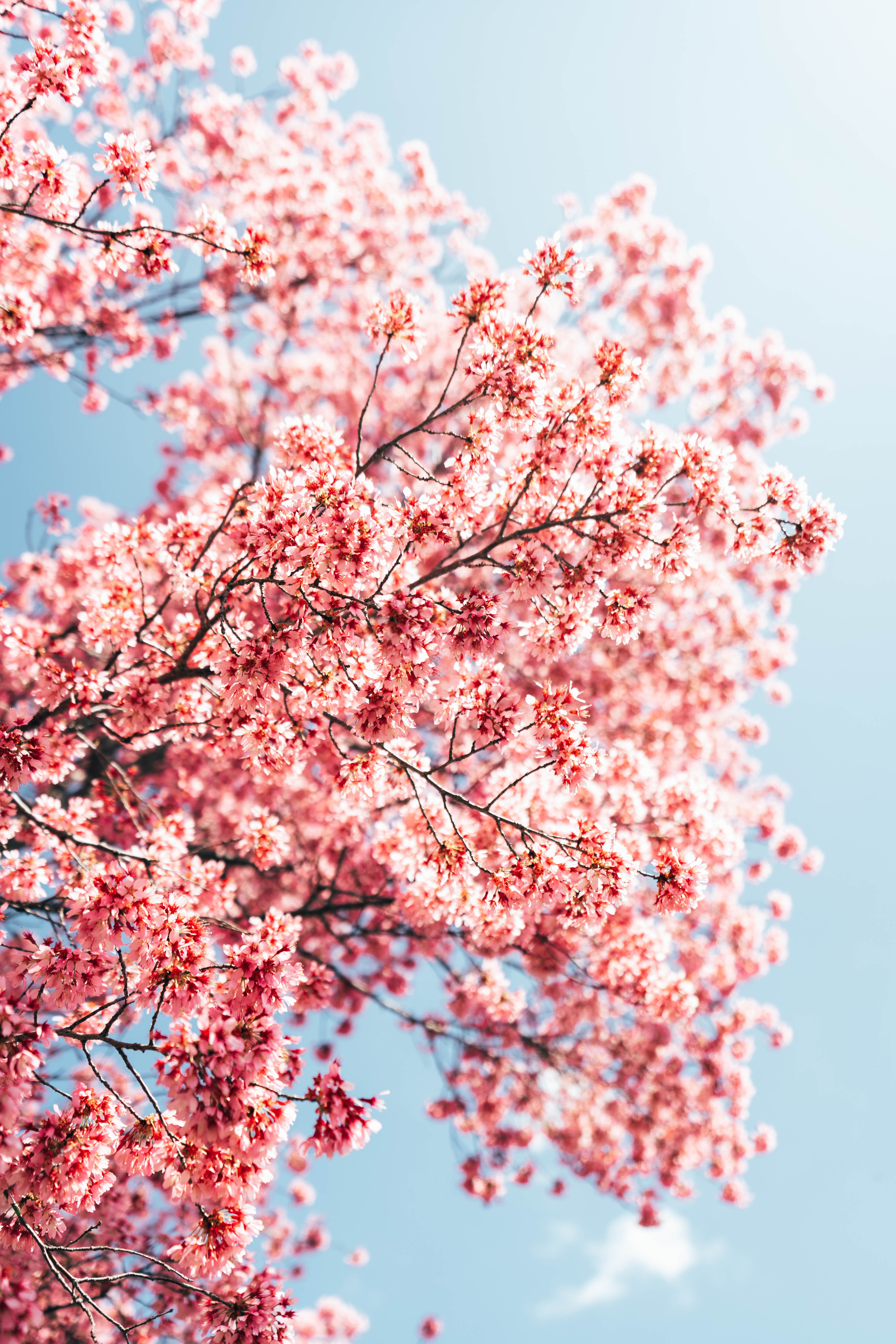 Handy-Wallpaper Sakura, Blumen, Rosa, Makro, Geäst, Zweige, Frühling kostenlos herunterladen.