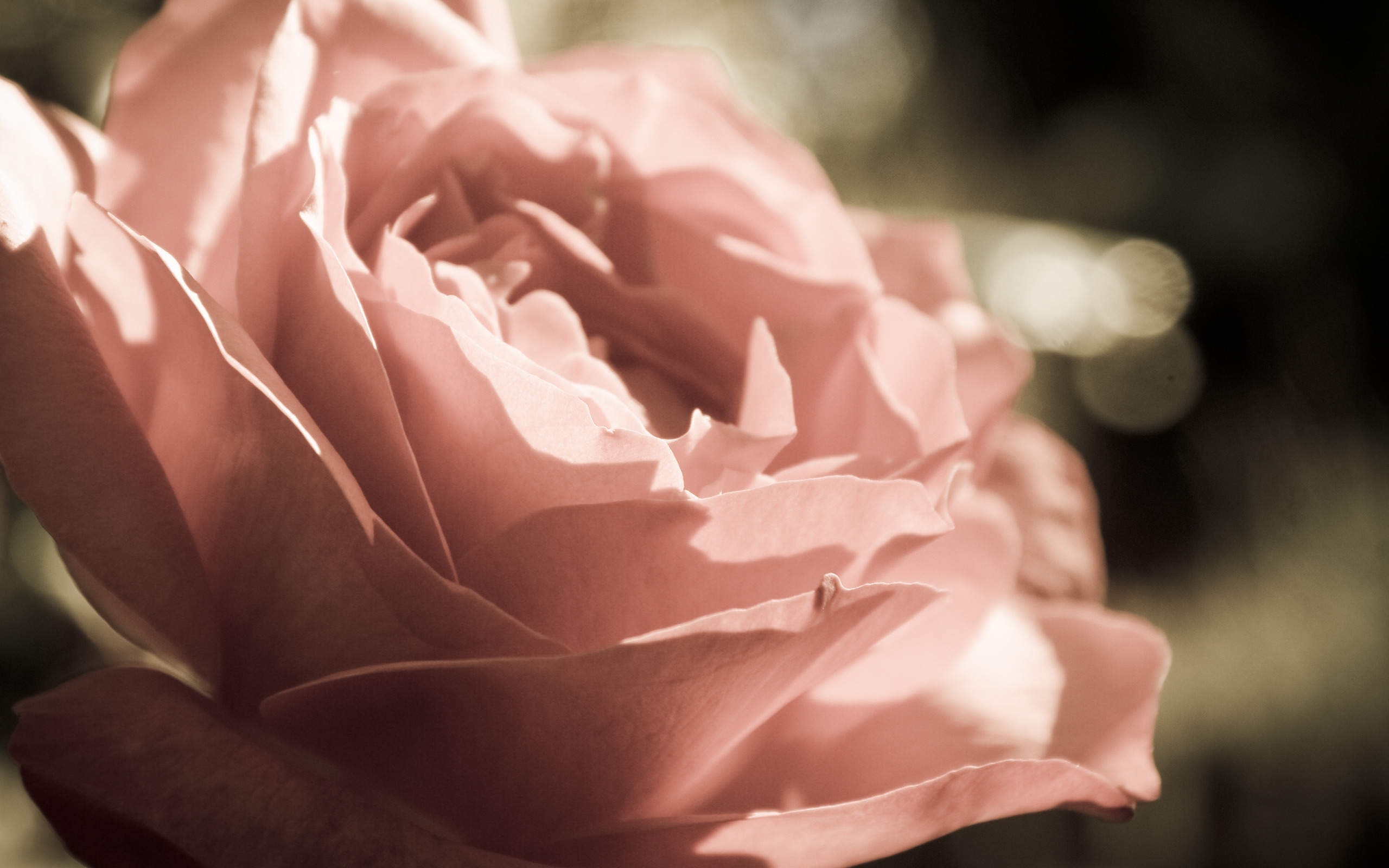 28982 3840x1080 PC pictures for free, download roses, red, plants, flowers 3840x1080 wallpapers on your desktop