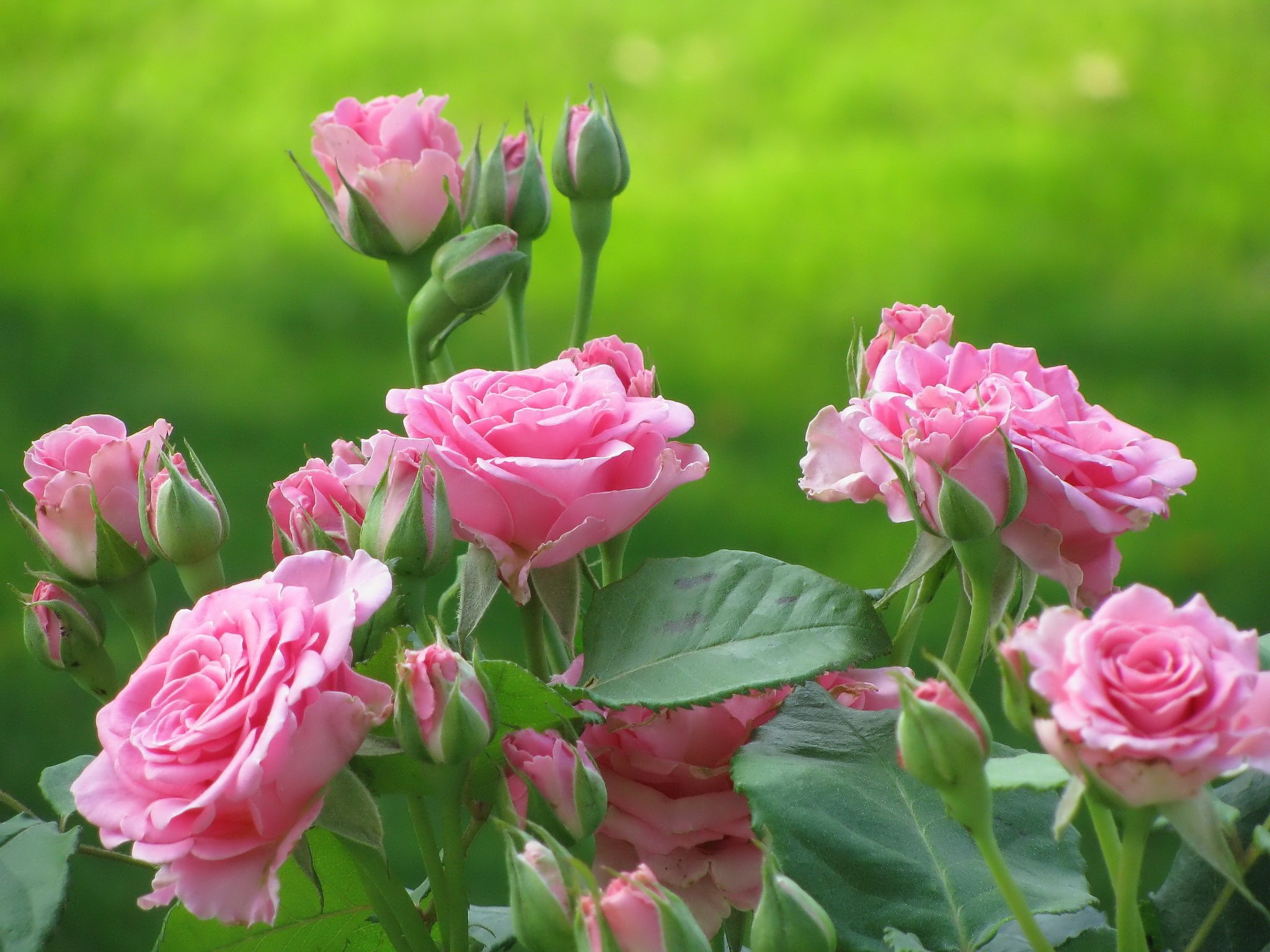 bud, pink flower, flower, earth, rose, flowers 4K