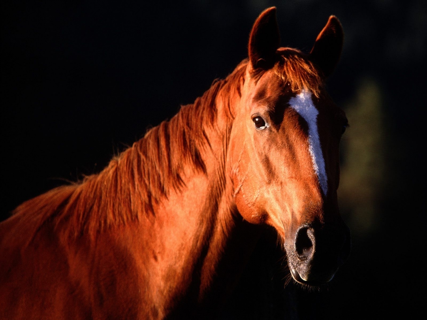 47255 Bild herunterladen pferde, tiere, schwarz - Hintergrundbilder und Bildschirmschoner kostenlos