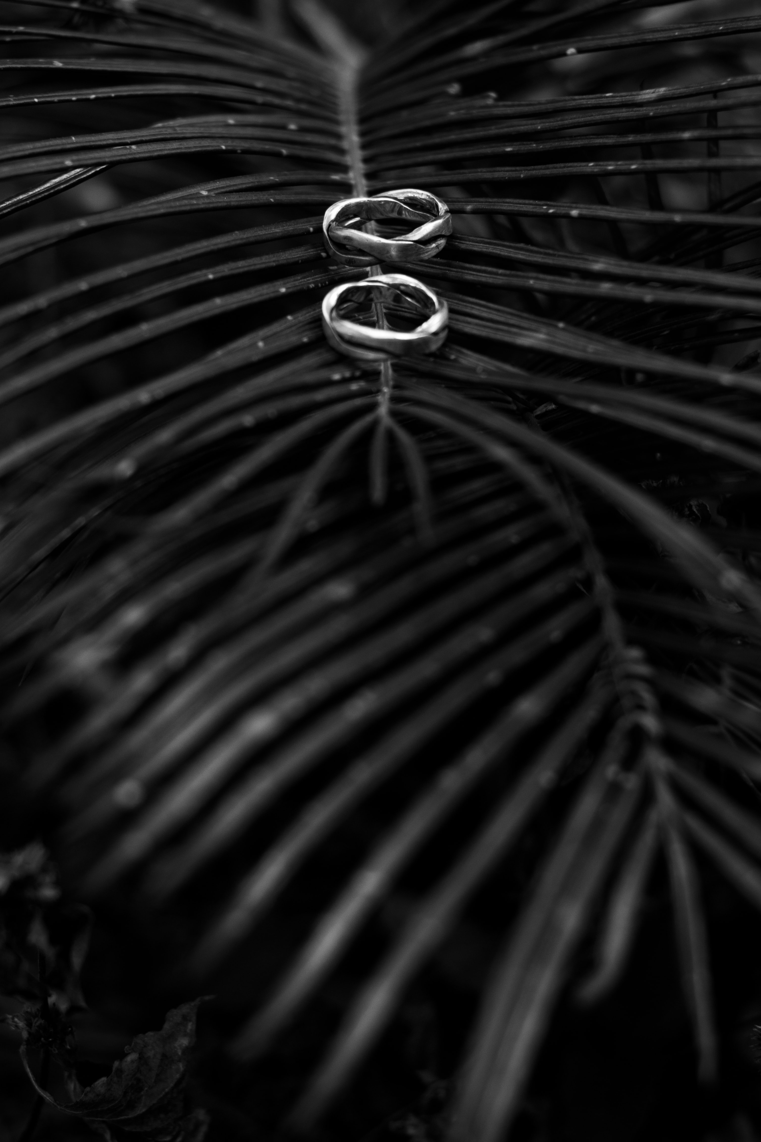 love, rings, palm, branch, bw, chb phone background
