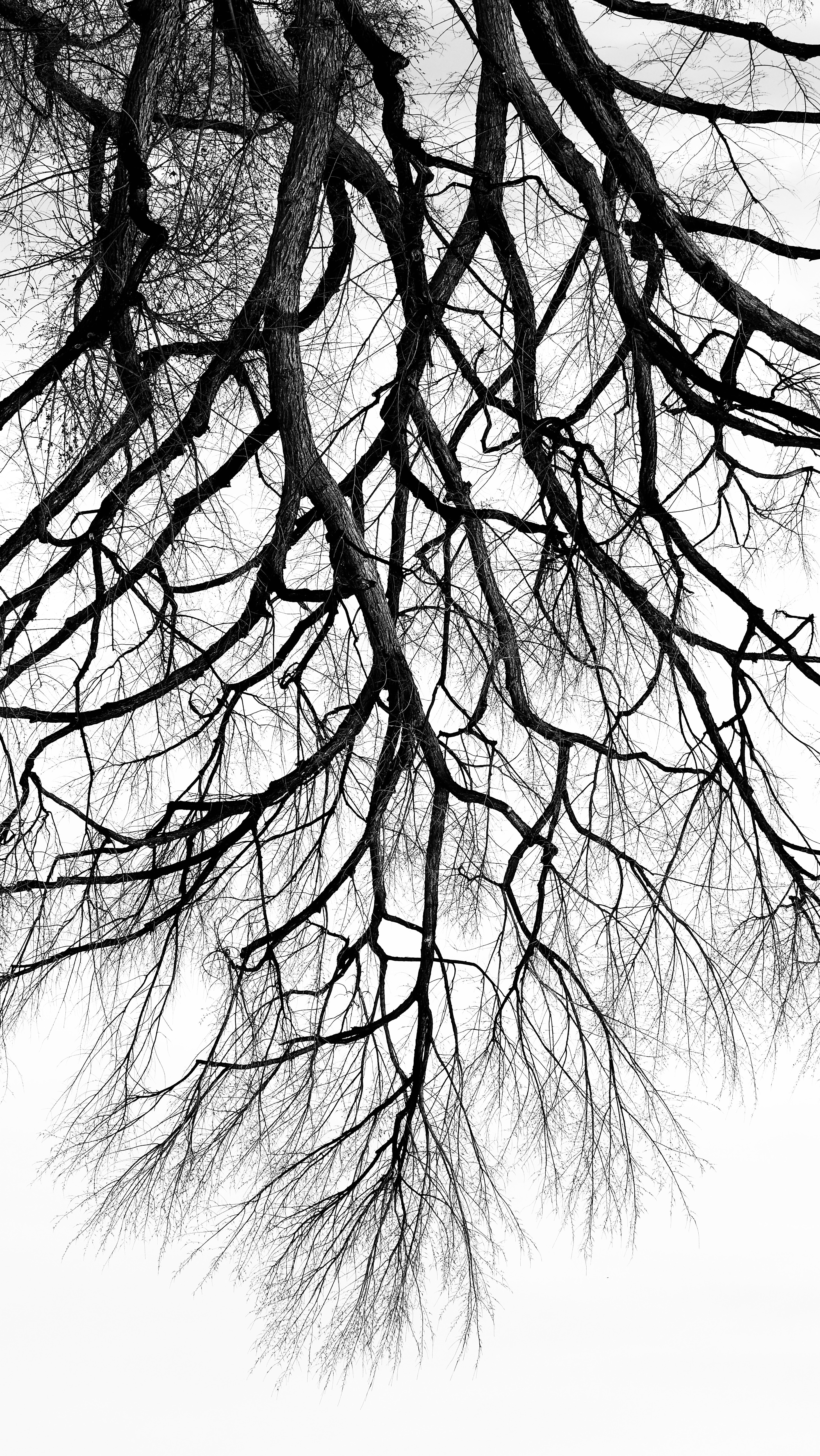 134181 download wallpaper nature, wood, tree, minimalism, branches, bw, chb screensavers and pictures for free