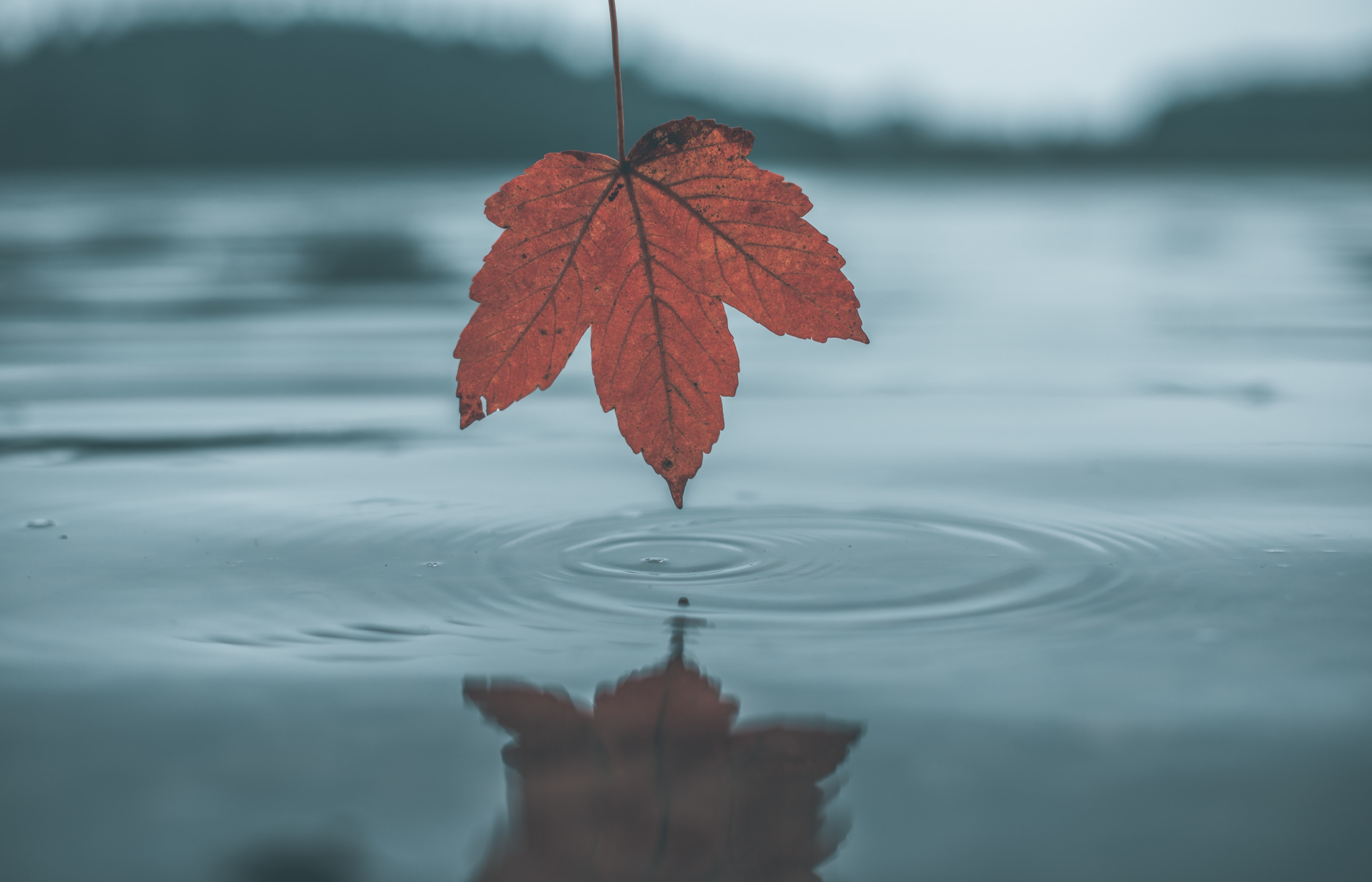 iPhone background nature, reflection, autumn, leaf