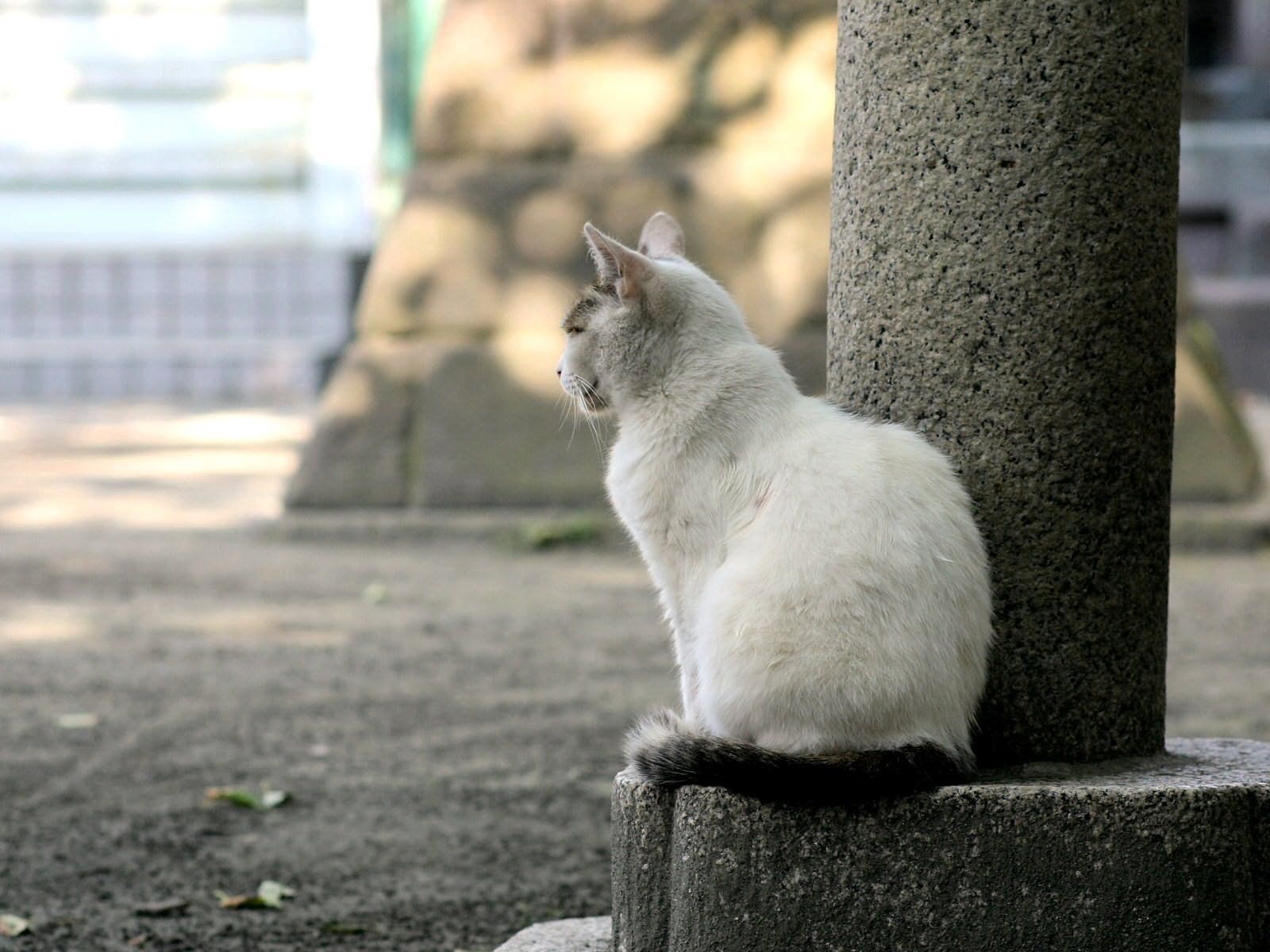 cat, sit, street, animals download for free