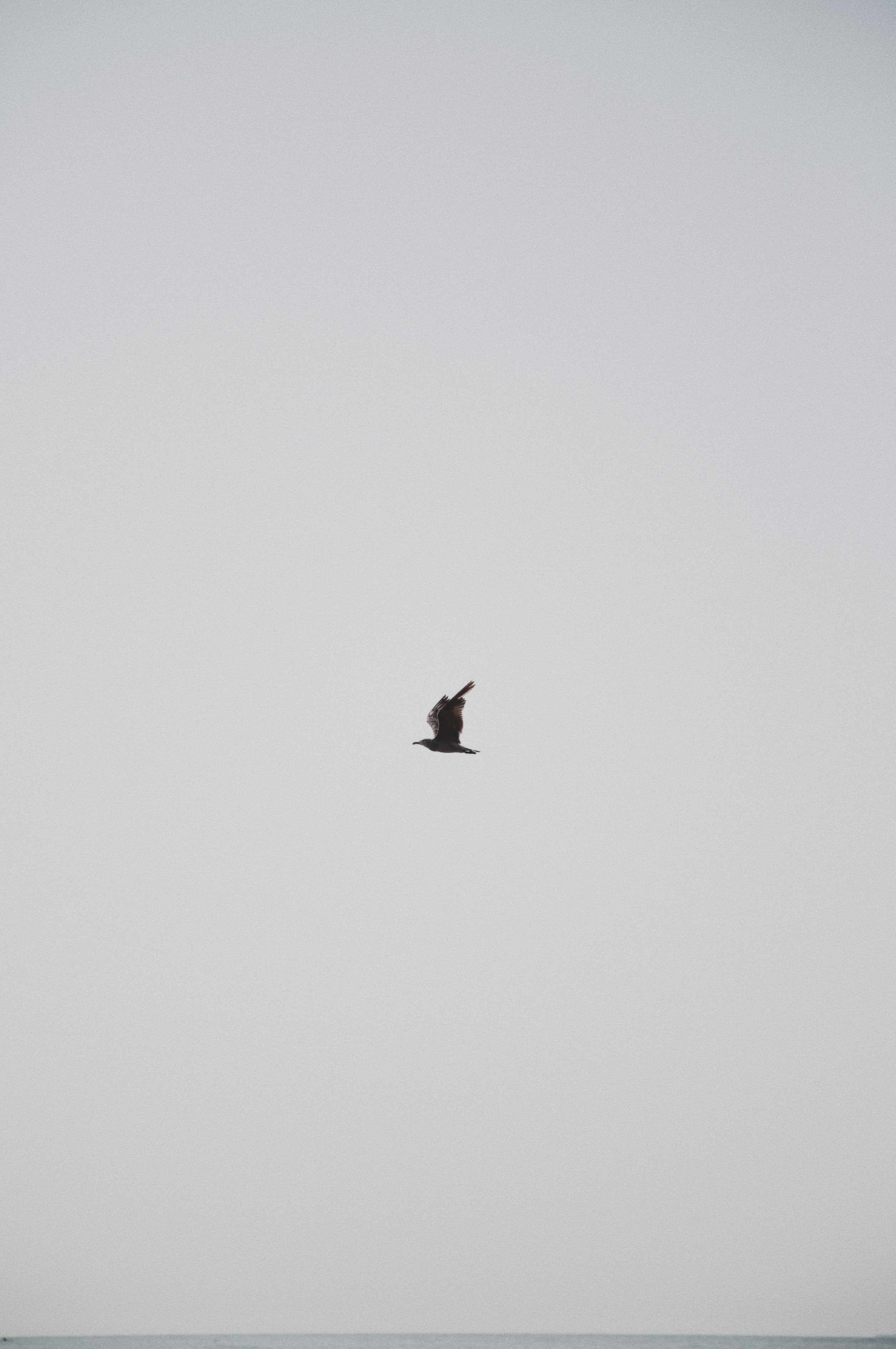 Download mobile wallpaper Gull, Sky, Seagull, Bird, Grey, Minimalism for free.