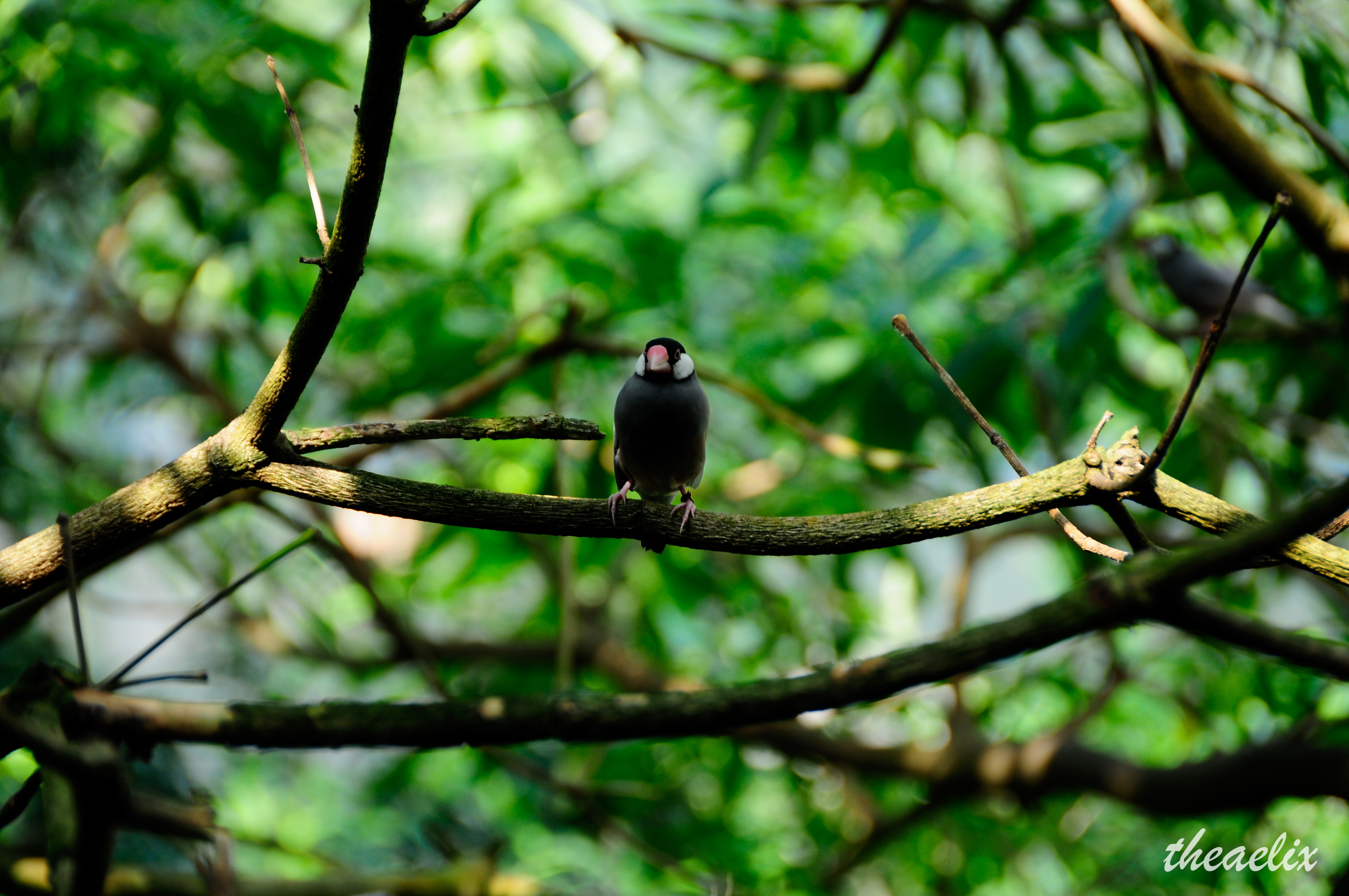 smooth, blur, animals, bird, branches, is sitting, sits mobile wallpaper